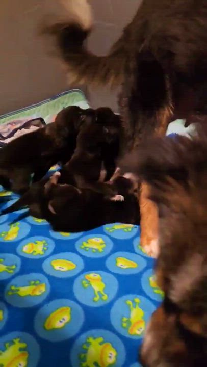 Enlarge Pink, a Adoptable mixed breed in Syracuse, NY video 5/6