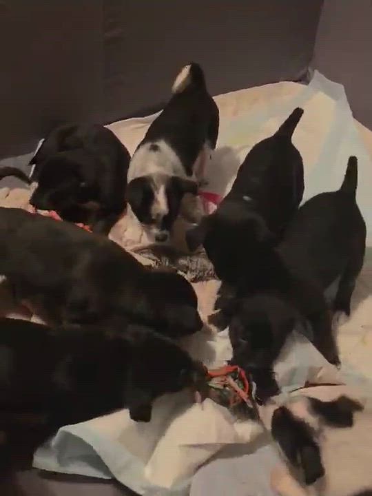 Enlarge Pink, a Adoptable mixed breed in Syracuse, NY video 6/6