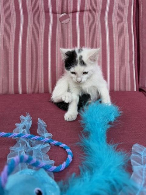 Enlarge Snowman, a ADOPTABLE Domestic Medium Hair in Monrovia , CA image 1/1