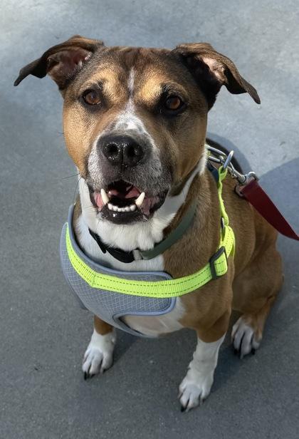 Enlarge Pretzel, a ADOPTABLE mixed breed in Nashua, NH image 1/1