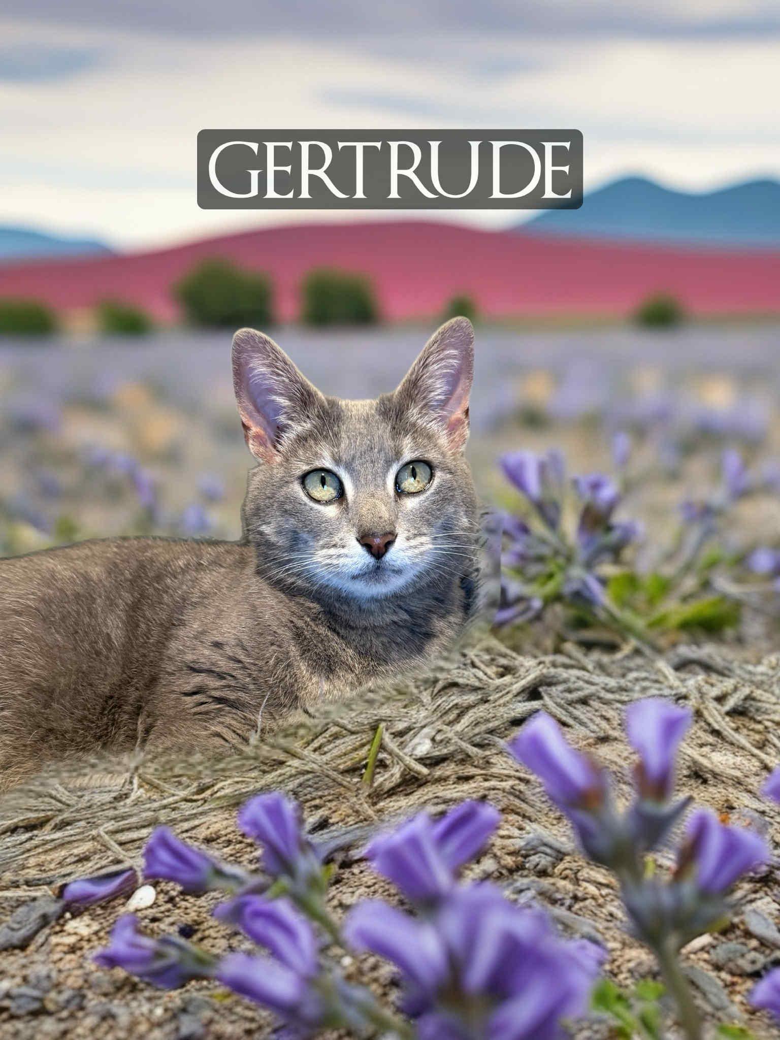 Enlarge Gertrude, a Adoptable Domestic Short Hair in Orleans, VT image 1/3
