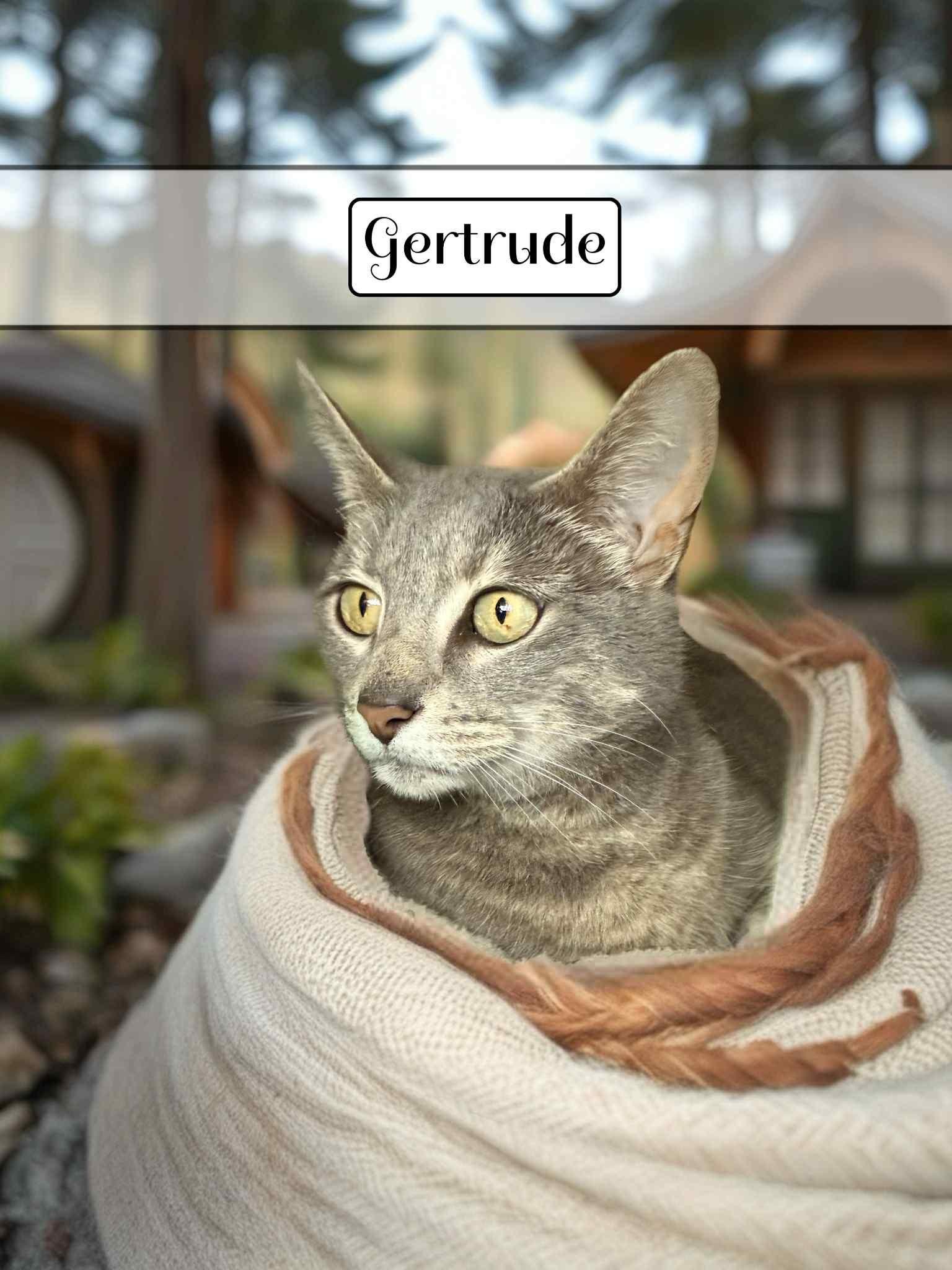 Enlarge Gertrude, a Adoptable Domestic Short Hair in Orleans, VT image 2/3