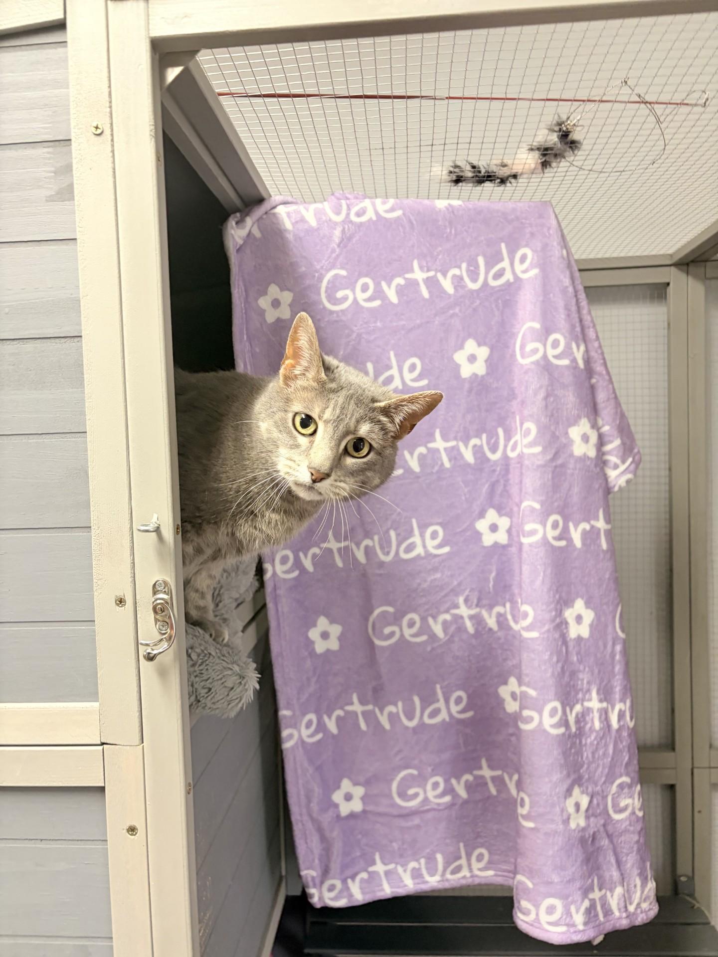 Gertrude, Adoptable, Senior Female Domestic Short Hair.