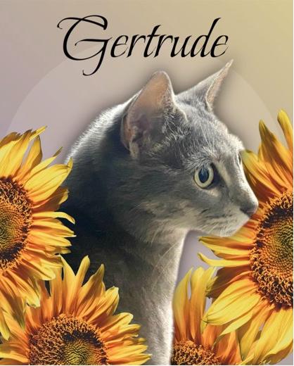 Enlarge Gertrude, a Adoptable Domestic Short Hair in Orleans, VT image 3/3