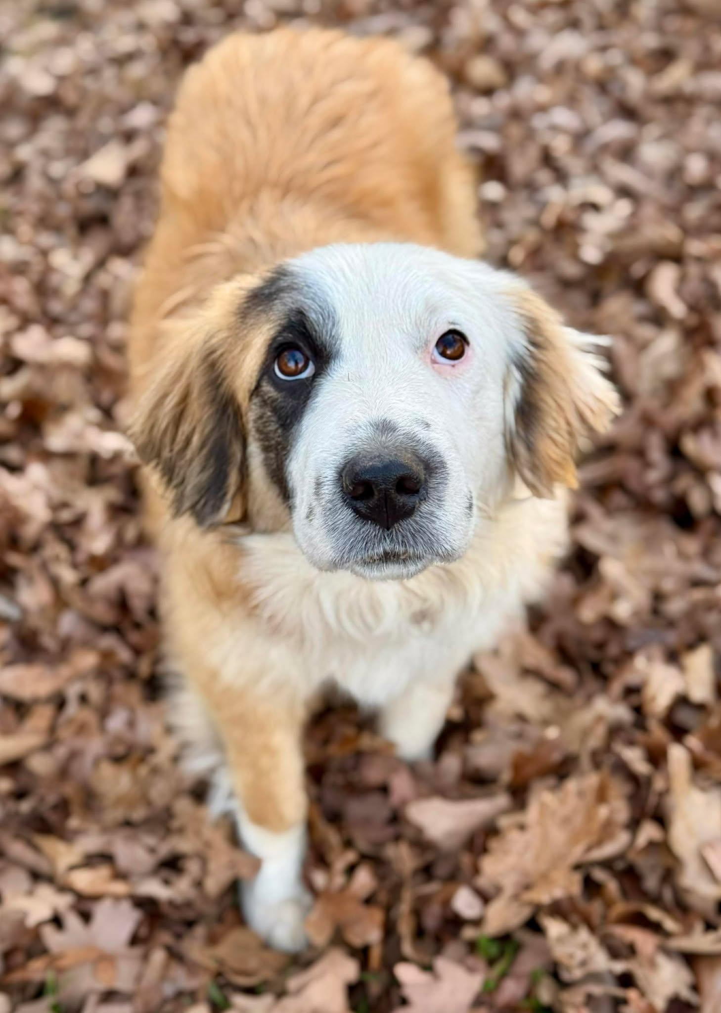 Enlarge Ruby Tuesday , a ADOPTABLE mixed breed in Kiowa, OK image 4/6