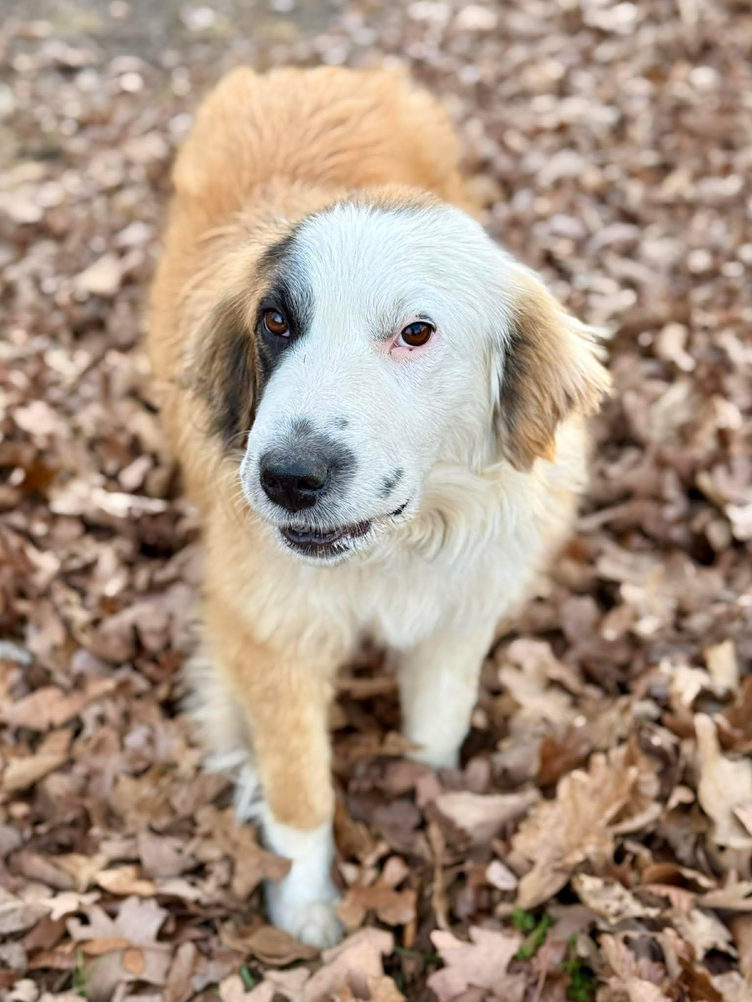 Enlarge Ruby Tuesday , a ADOPTABLE mixed breed in Kiowa, OK image 5/6