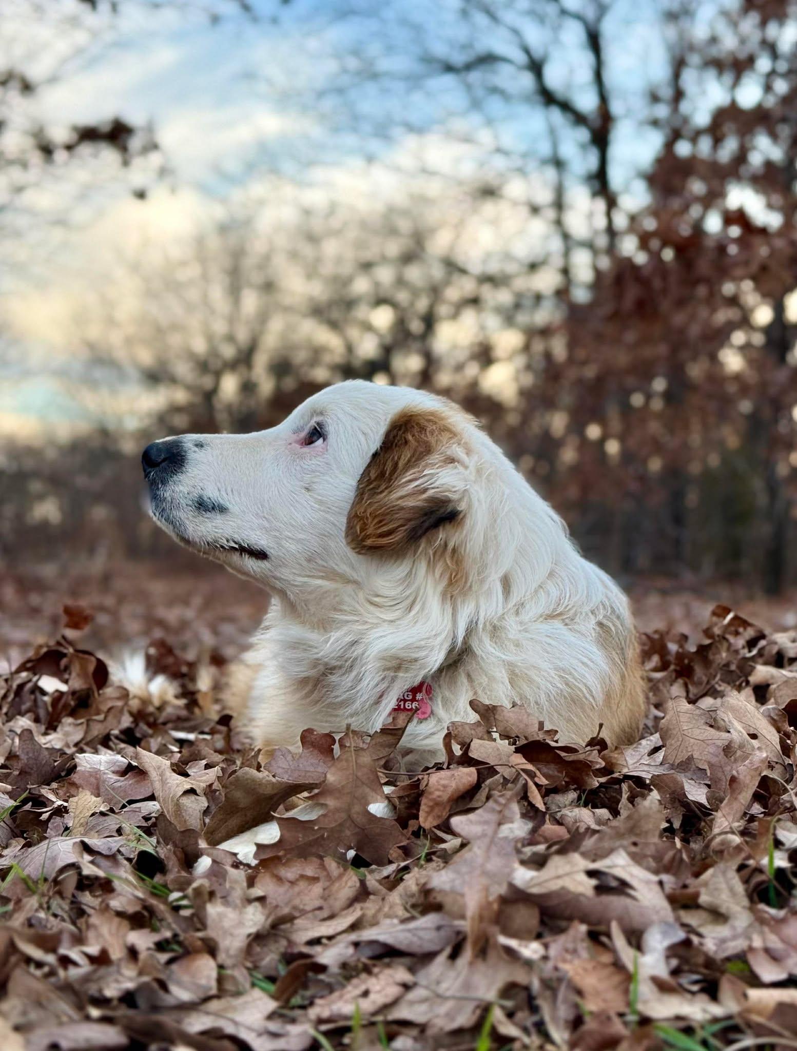 Enlarge Ruby Tuesday , a ADOPTABLE mixed breed in Kiowa, OK image 6/6
