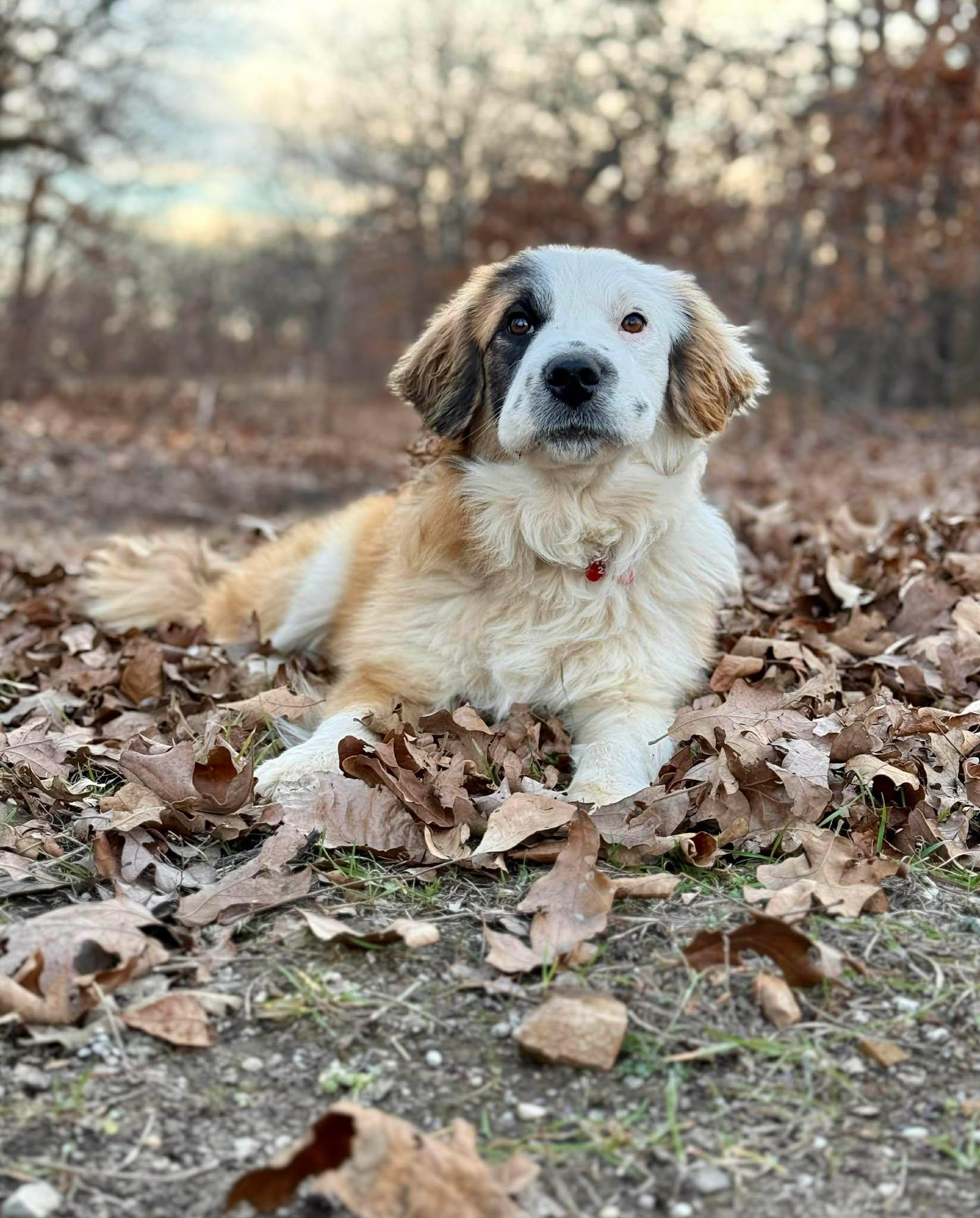 Enlarge Ruby Tuesday , a ADOPTABLE mixed breed in Kiowa, OK image 2/6