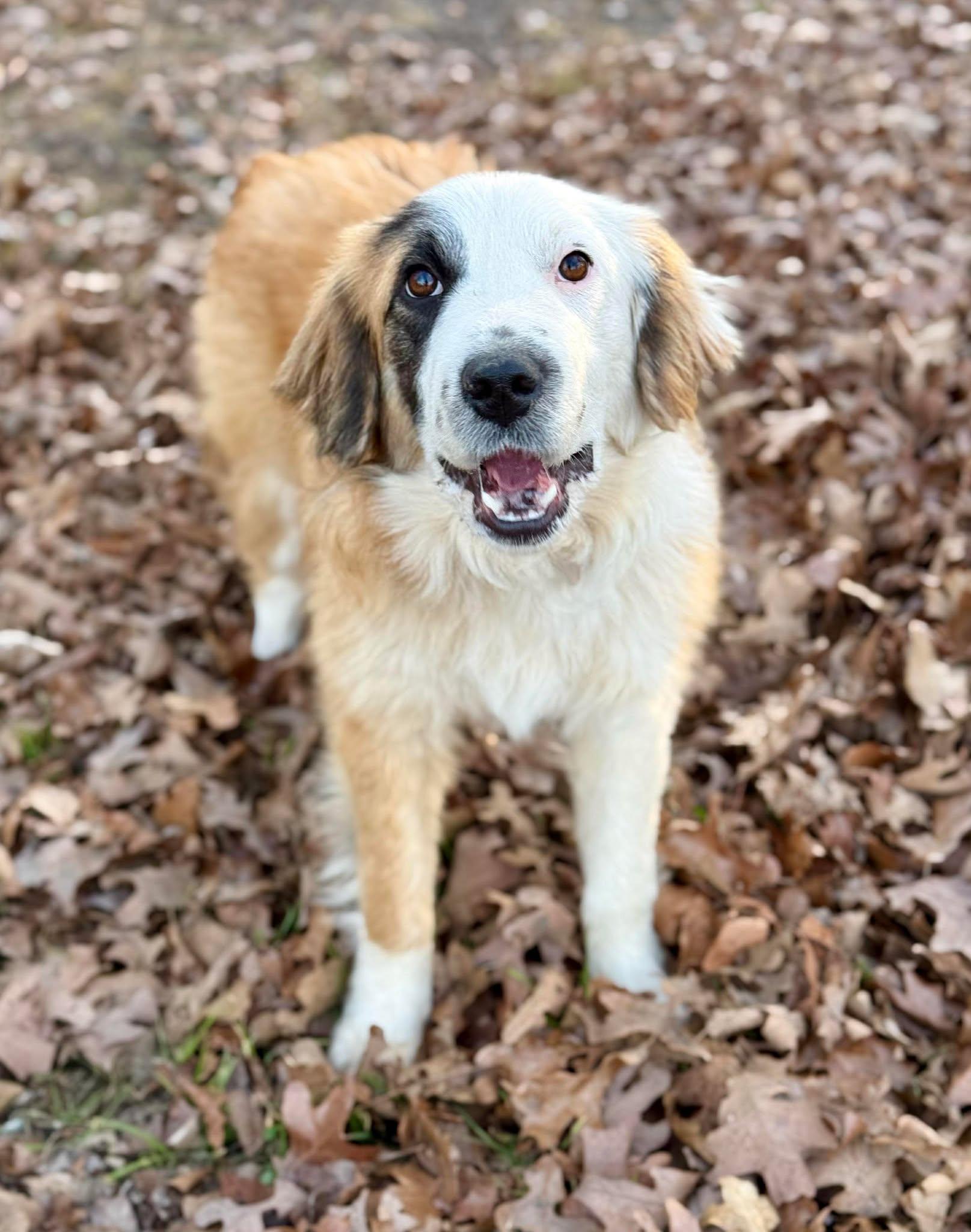 Enlarge Ruby Tuesday , a ADOPTABLE mixed breed in Kiowa, OK image 3/6