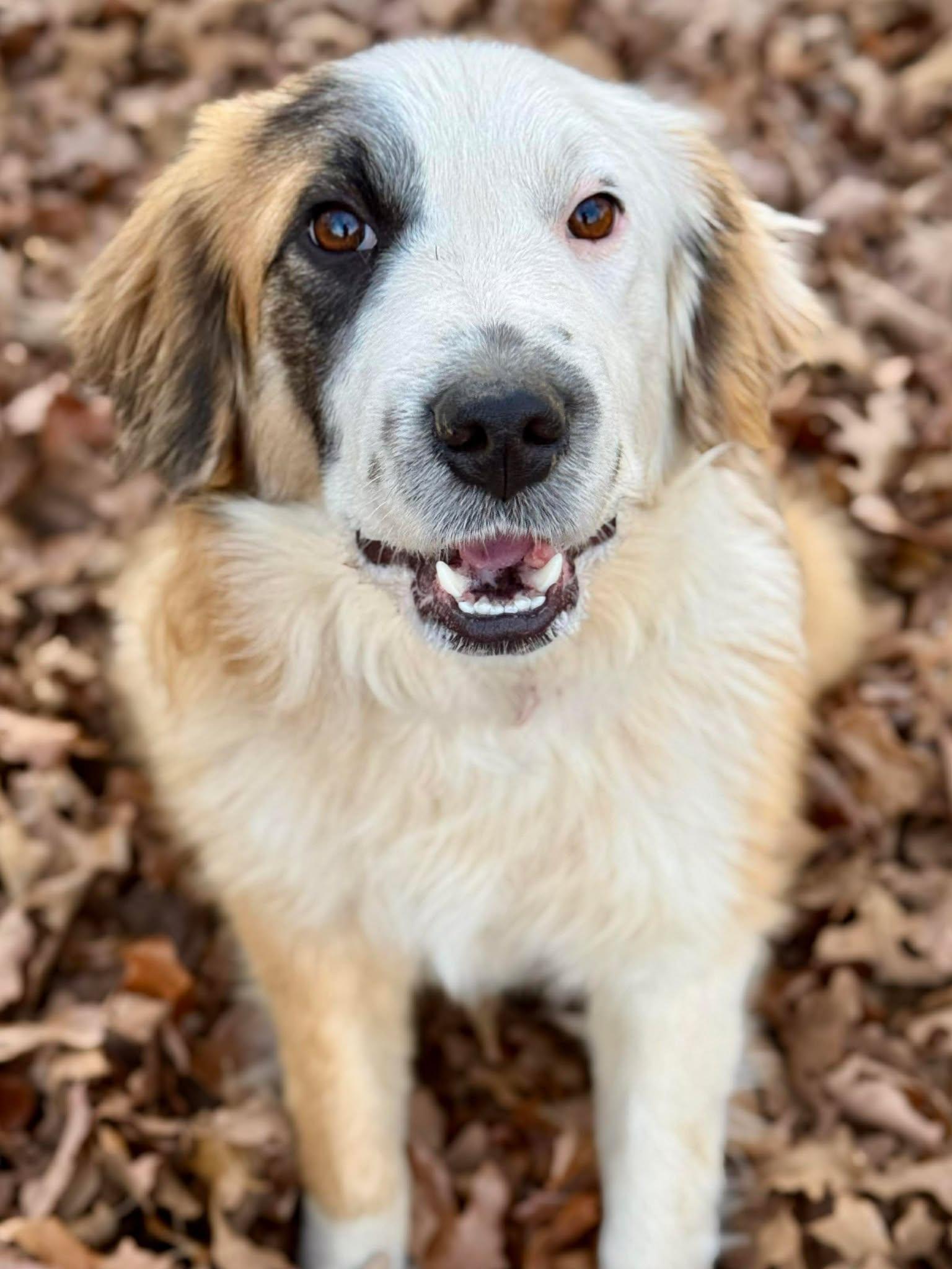 Ruby Tuesday , ADOPTABLE, Puppy Female Great Pyrenees.