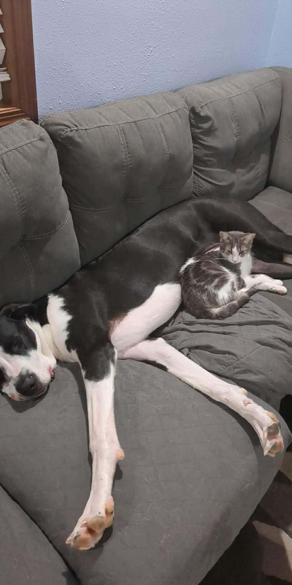 Enlarge Atreus, an adopted mixed breed in Sioux Falls, SD image 2/3