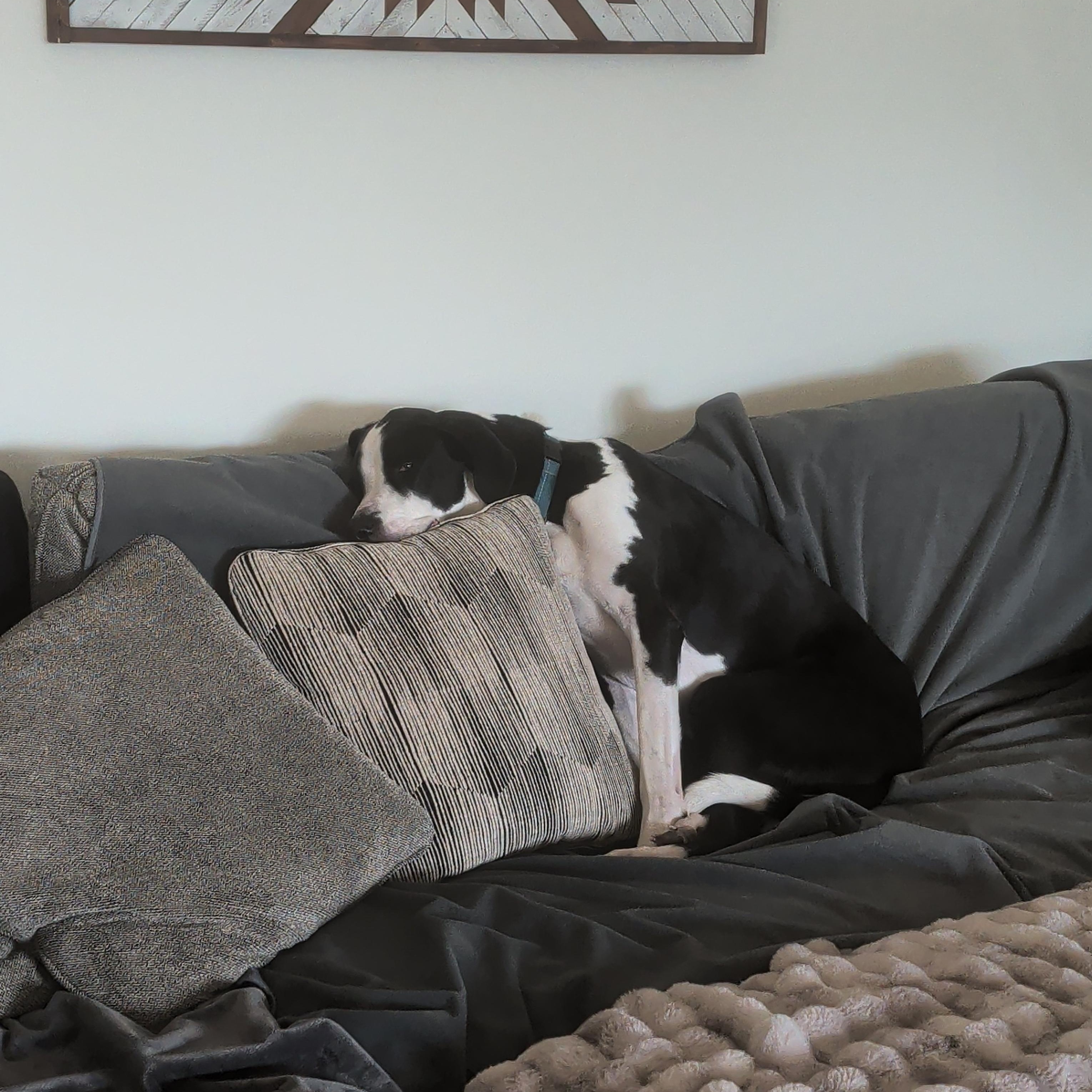 Enlarge Atreus, an adopted mixed breed in Sioux Falls, SD image 3/3