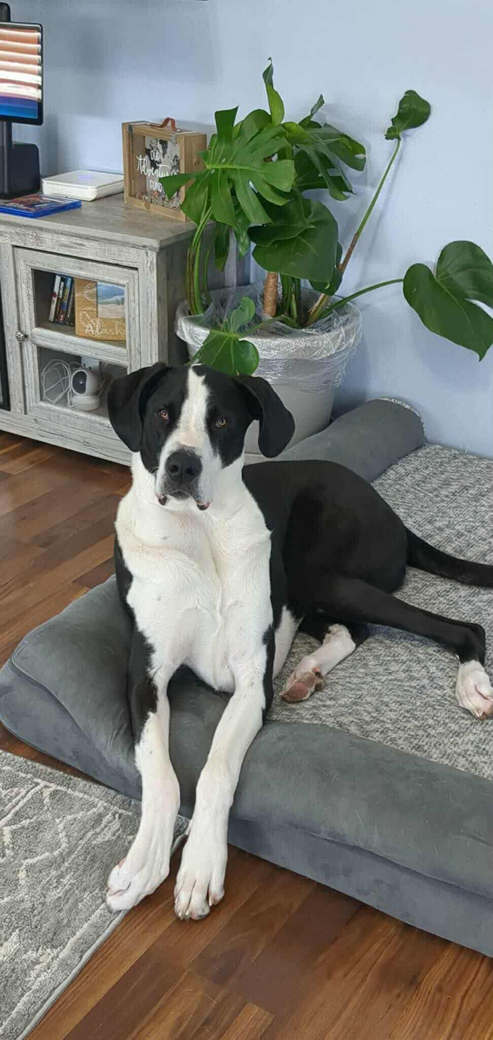 Atreus, adopted, Adult Male Great Dane & German Shepherd Dog.