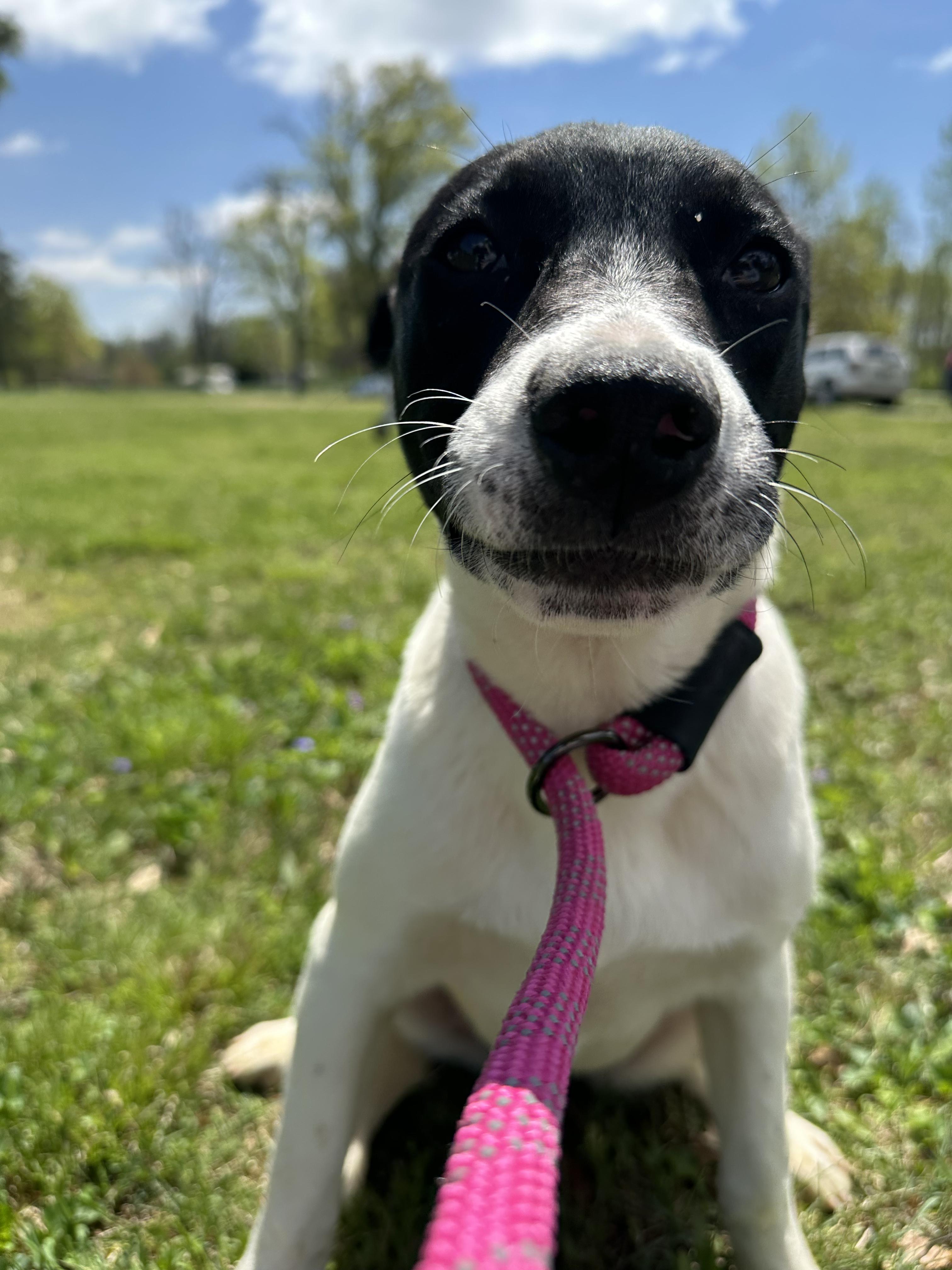 Enlarge Jelly, a Adoptable mixed breed in Brazil, IN image 1/2