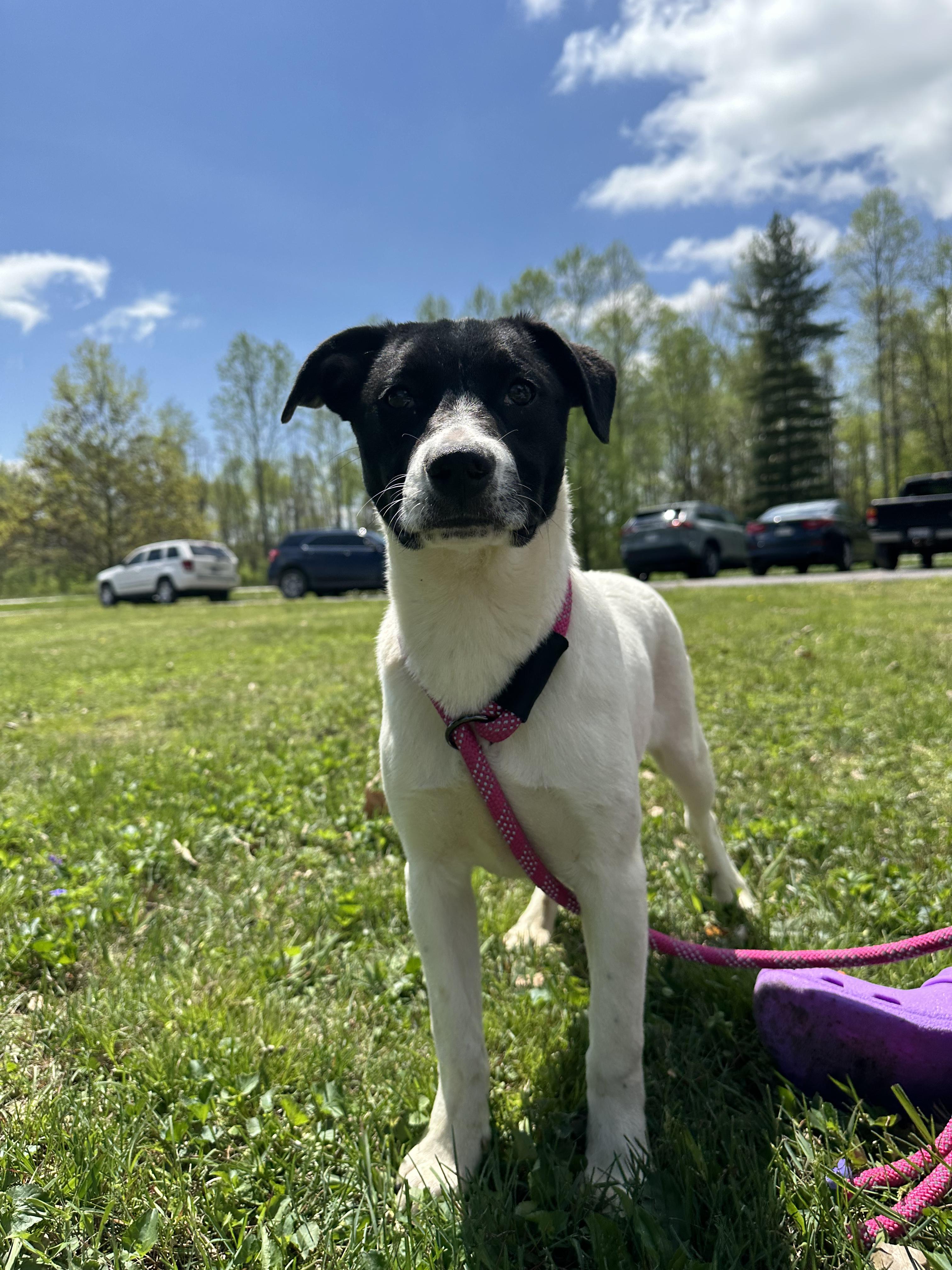 Enlarge Jelly, a Adoptable mixed breed in Brazil, IN image 2/2