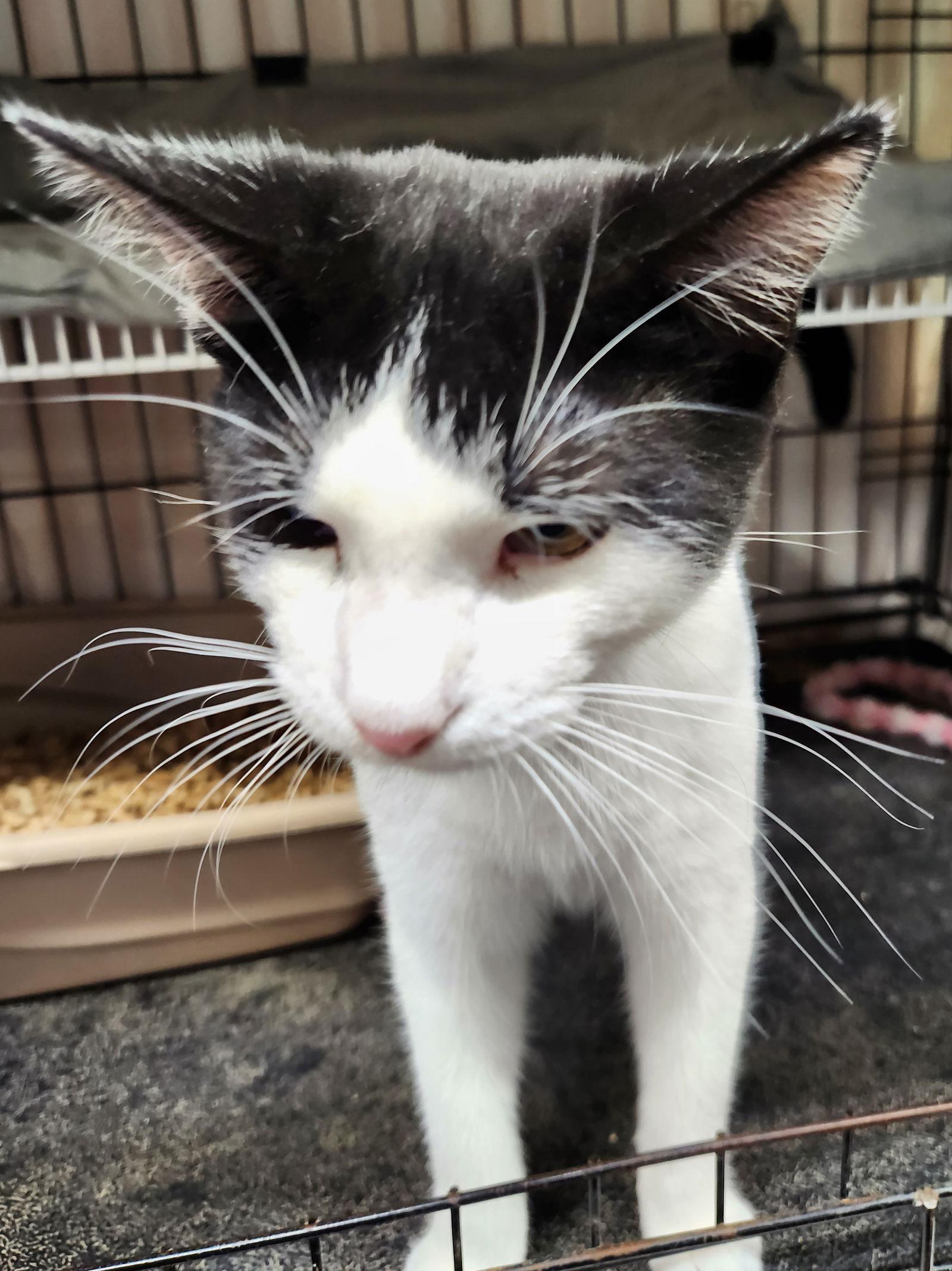 Heartthrob, Adoptable, Young Male Domestic Short Hair.