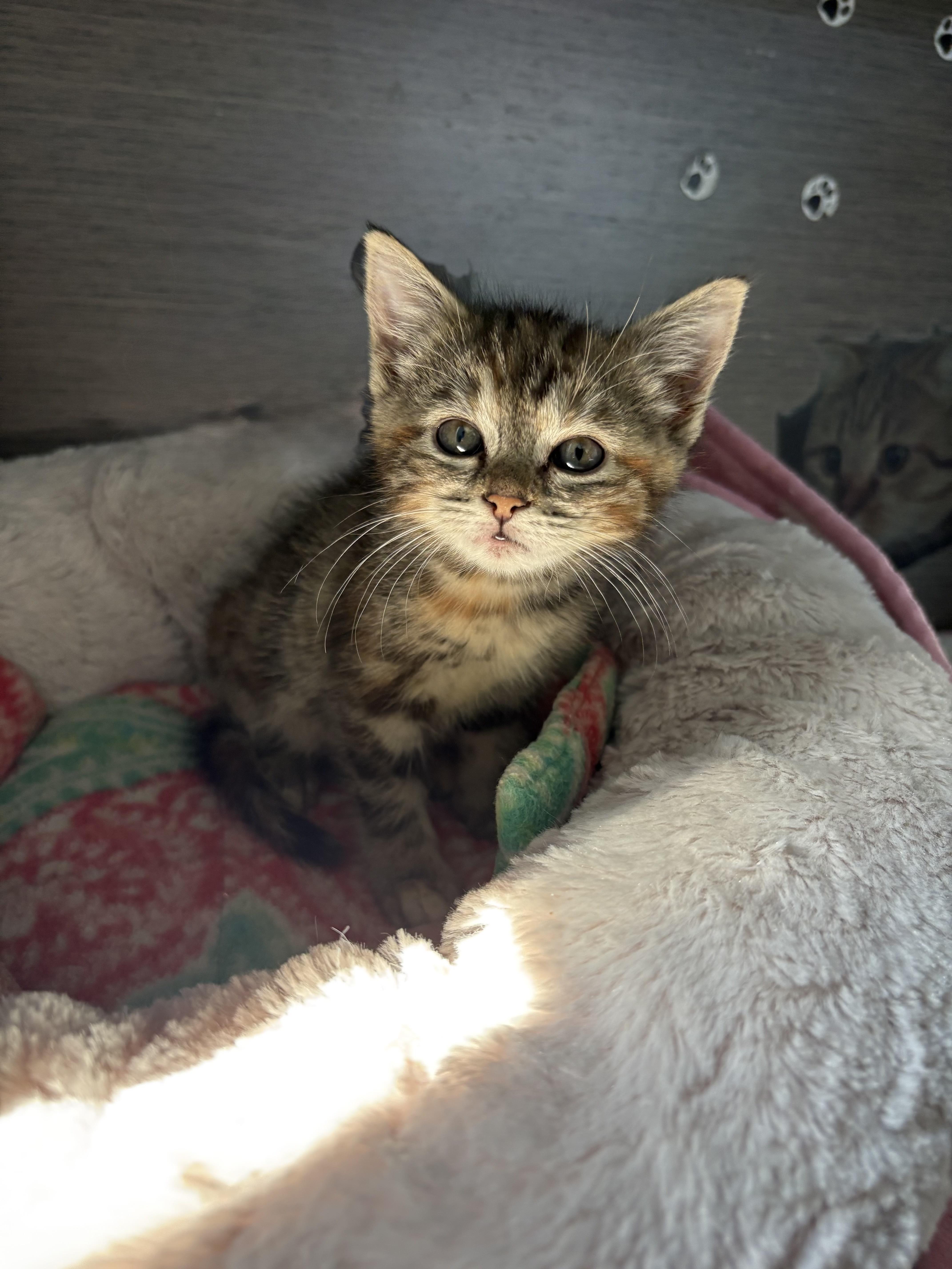 Enlarge Rhubarb, a Adoptable American Shorthair in Big Rapids, MI image 3/3