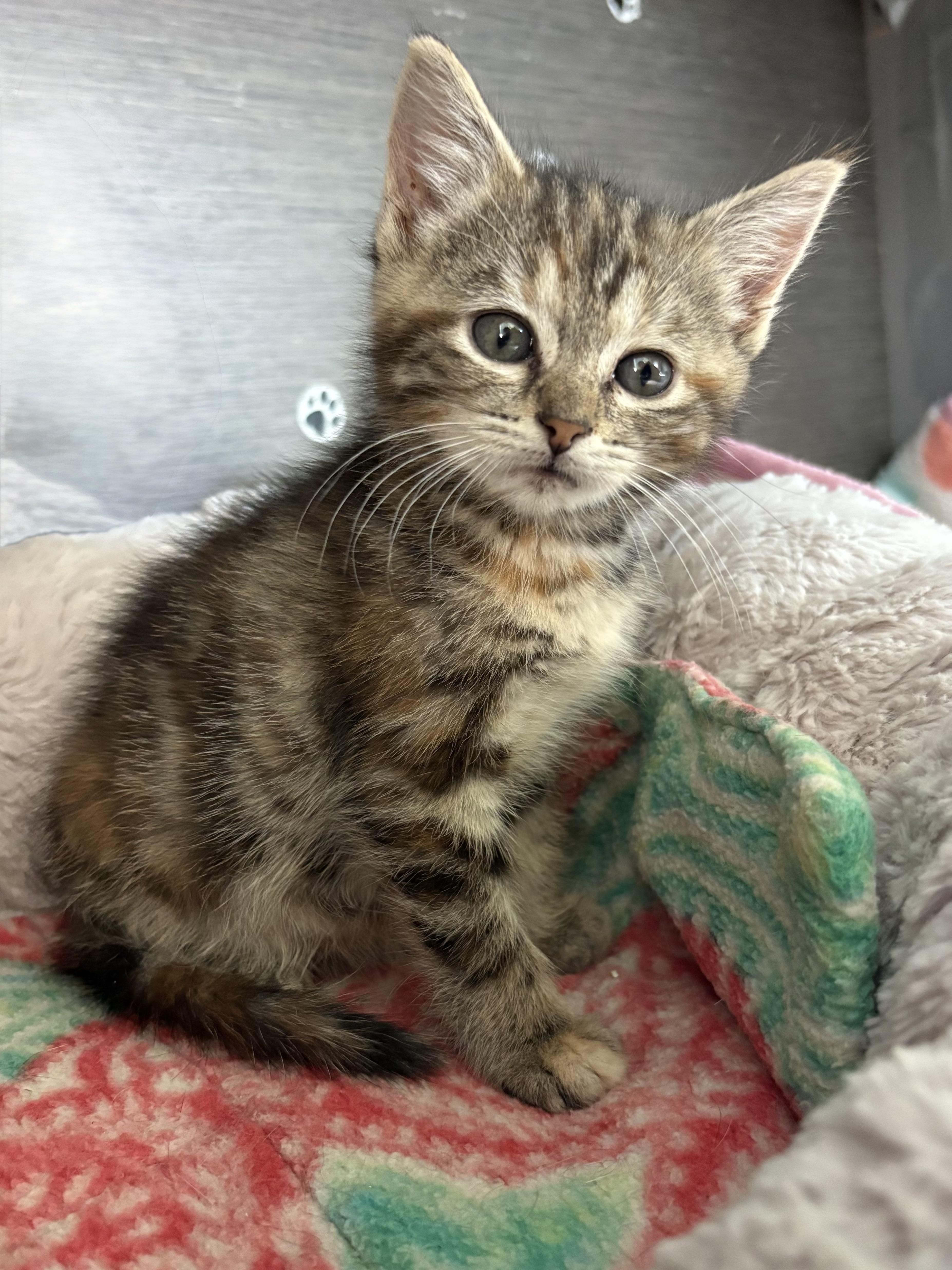 Enlarge Rhubarb, a Adoptable American Shorthair in Big Rapids, MI image 1/3