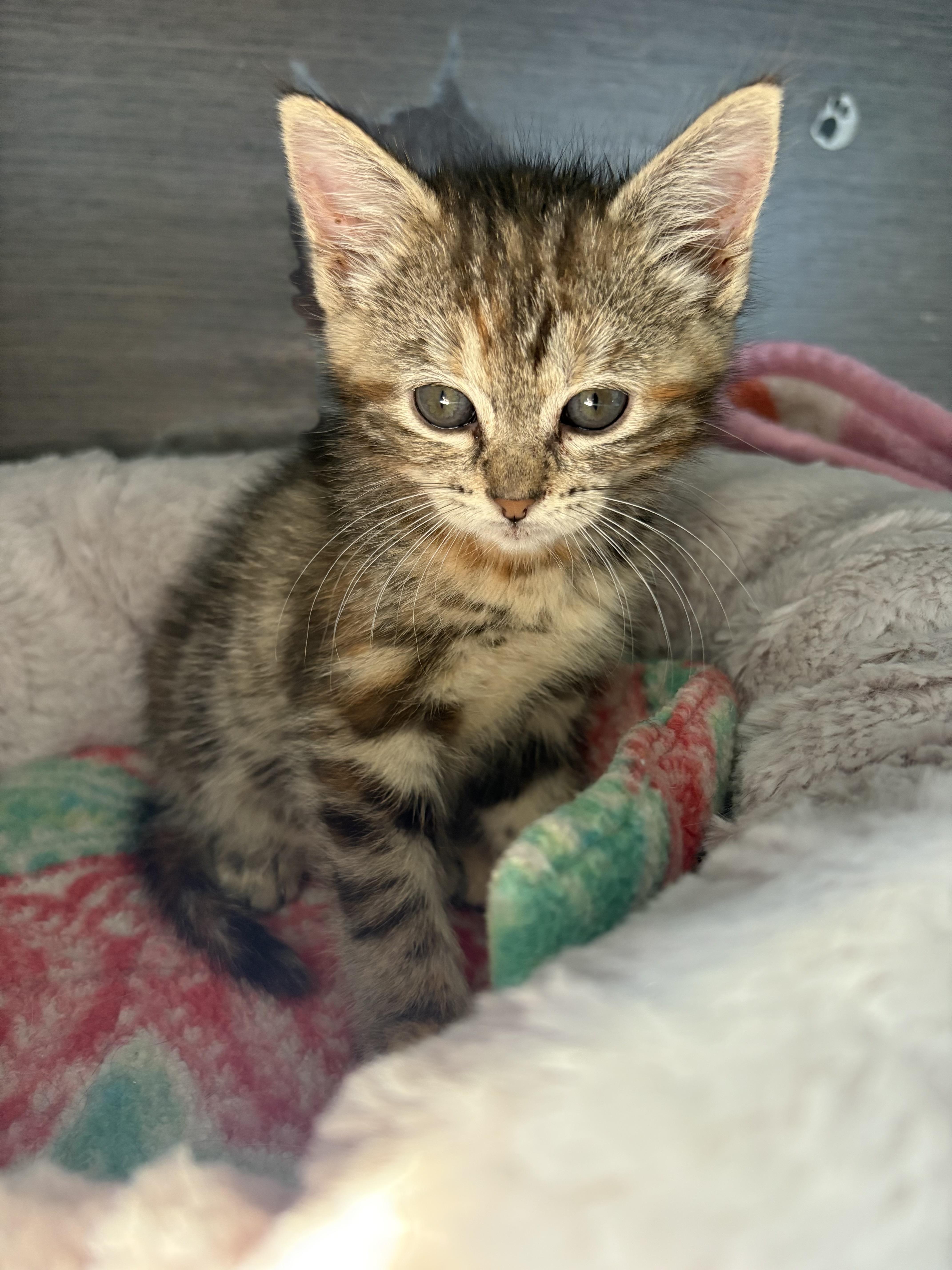 Enlarge Rhubarb, a Adoptable American Shorthair in Big Rapids, MI image 2/3