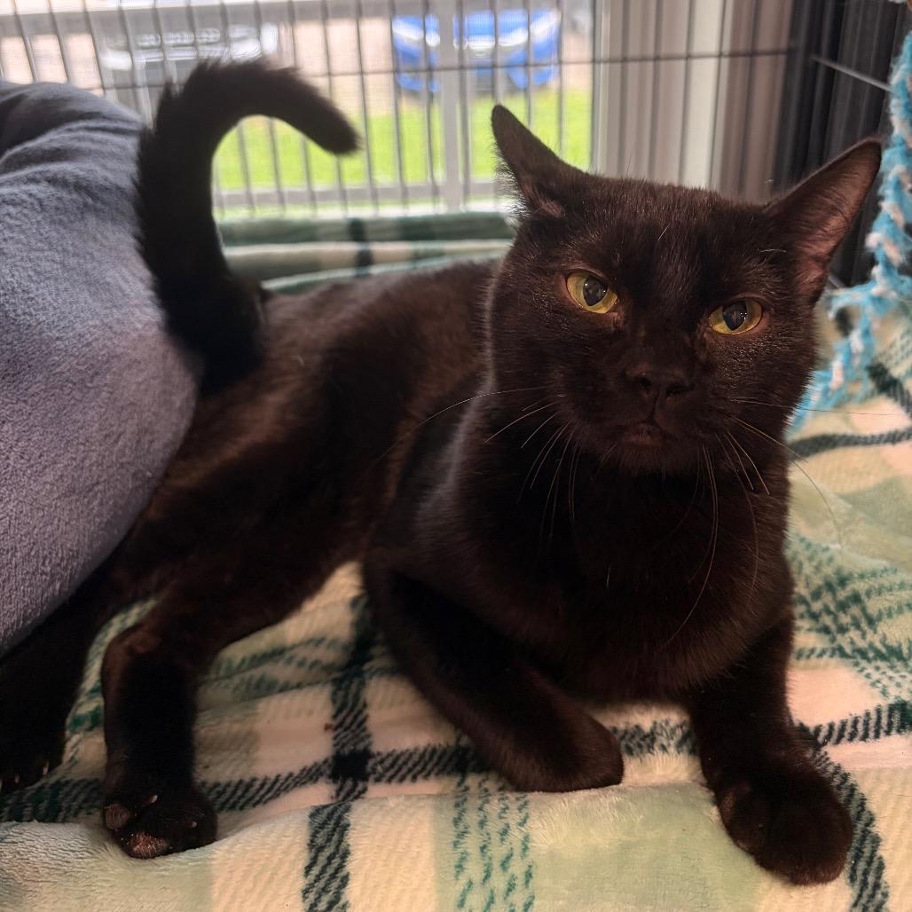 Black Jack, Adoptable, Adult Male Domestic Short Hair.