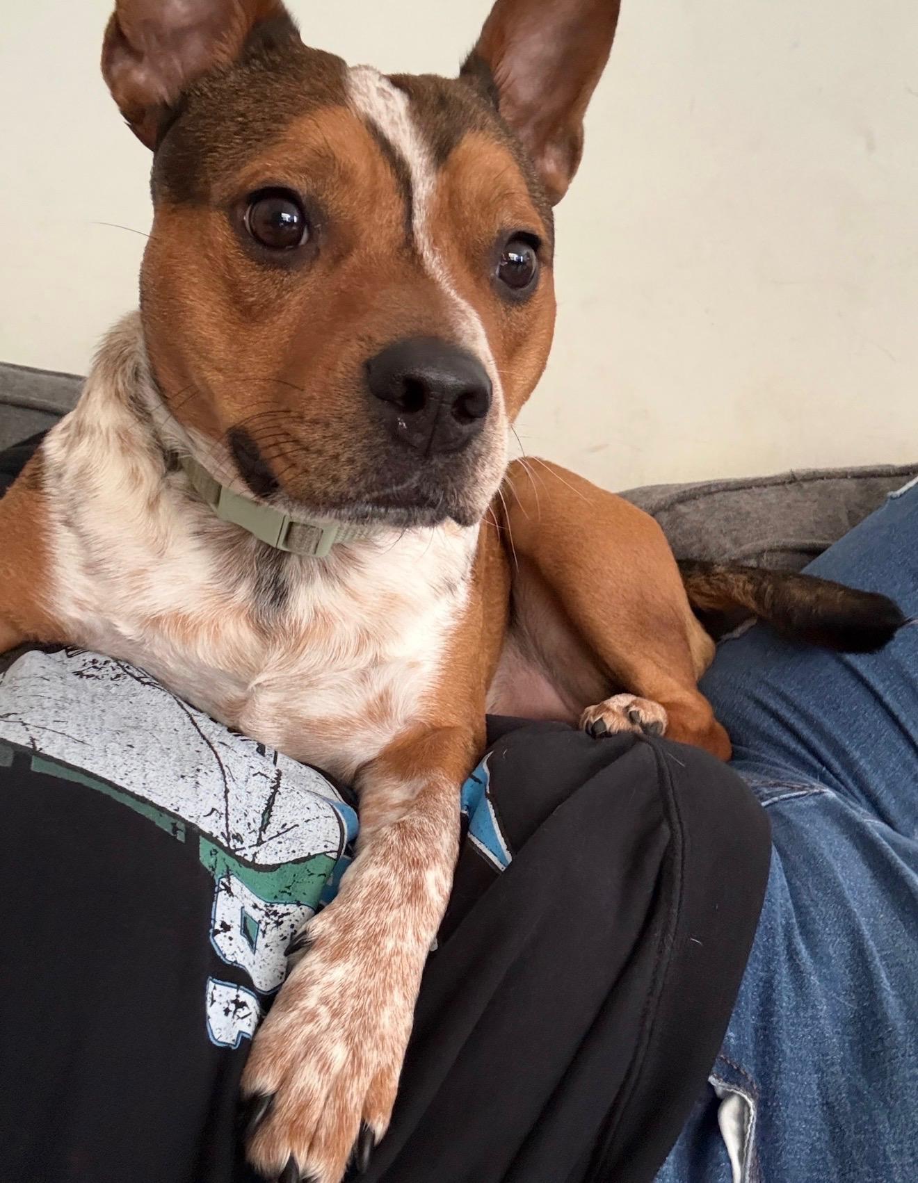 Enlarge Bruno, a Adoptable mixed breed in Eden, NC image 3/4
