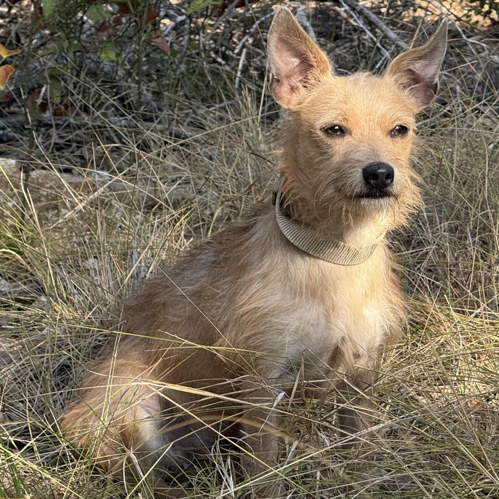 Enlarge Pinky, a Adoptable mixed breed in Austin, TX image 4/5