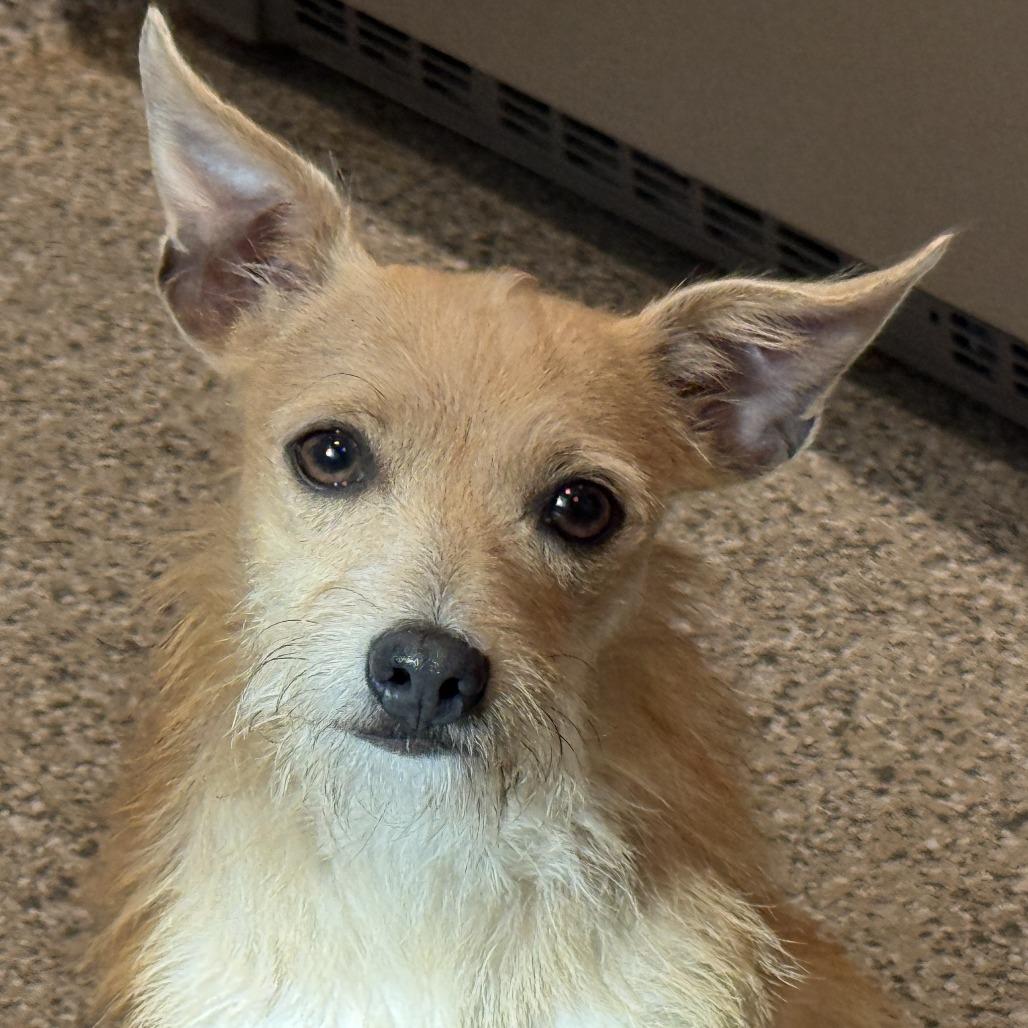 Enlarge Pinky, a Adoptable mixed breed in Austin, TX image 1/5