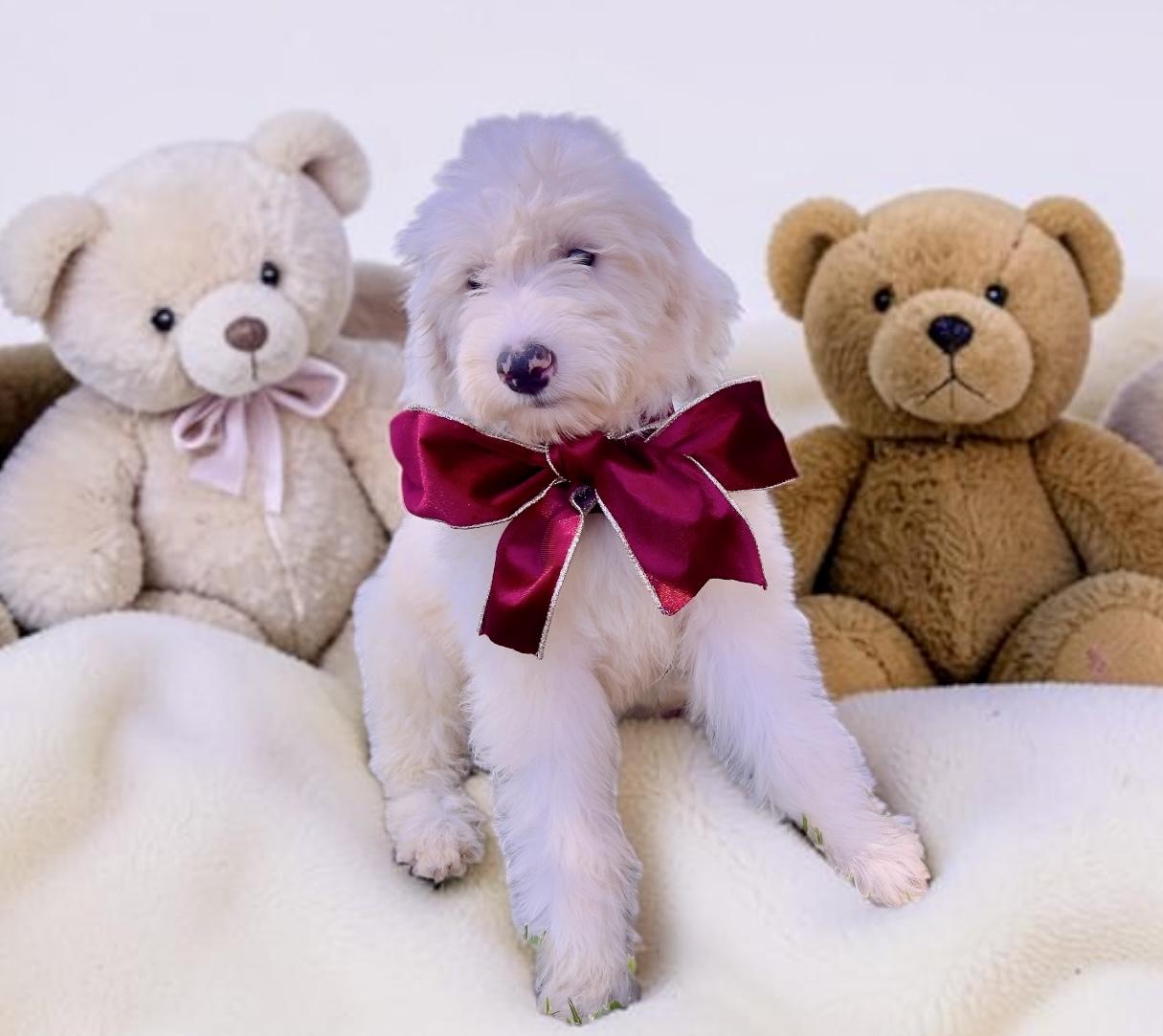 Enlarge Snowflake, a Adoptable Sheepadoodle in Chula Vista, CA image 2/6