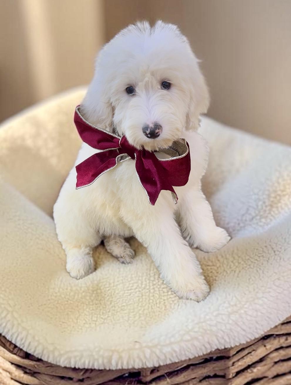 Enlarge Snowflake, a Adoptable Sheepadoodle in Chula Vista, CA image 1/6