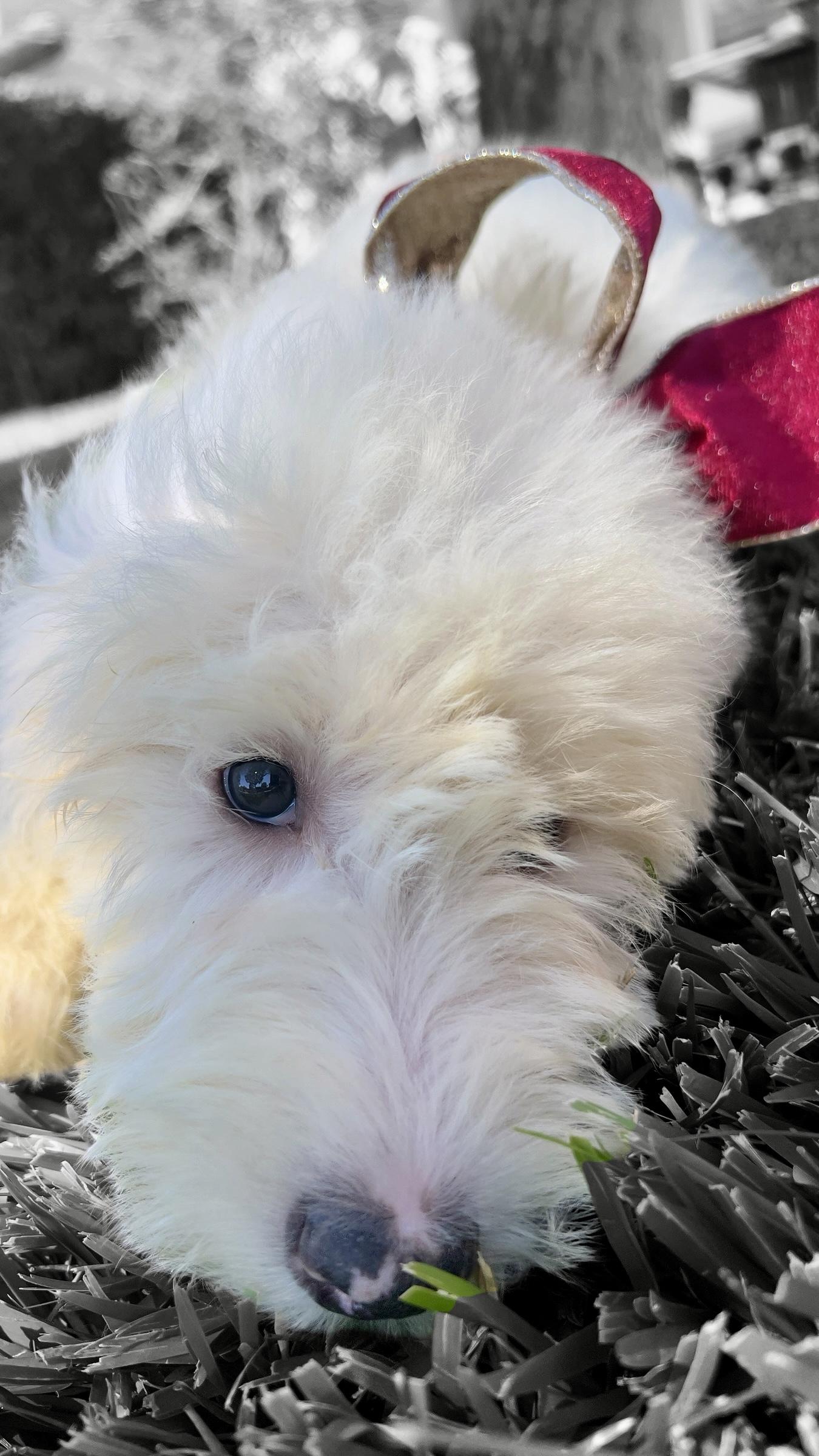 Enlarge Snowflake, a Adoptable Sheepadoodle in Chula Vista, CA image 3/6