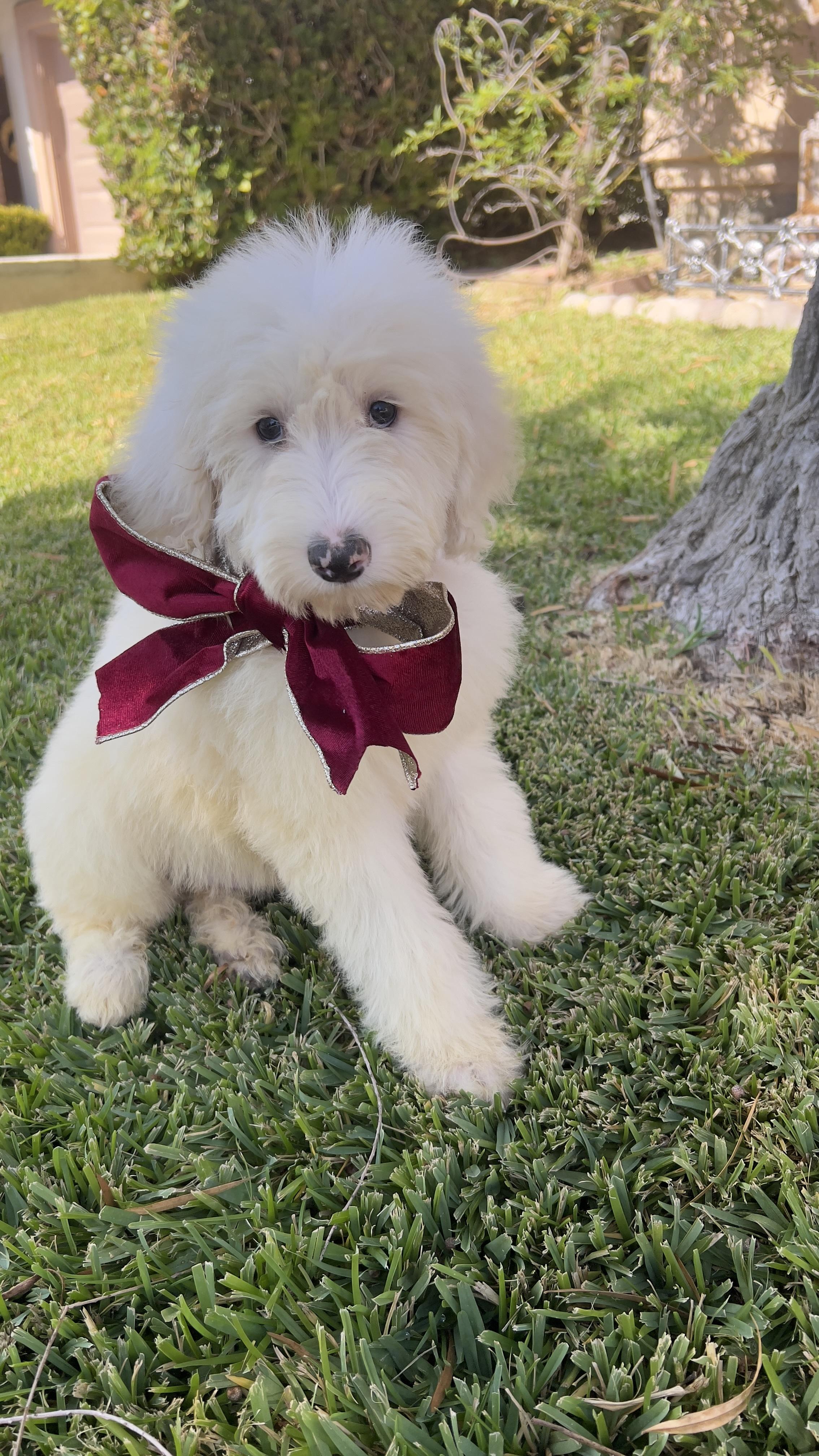 Enlarge Snowflake, a Adoptable Sheepadoodle in Chula Vista, CA image 4/6