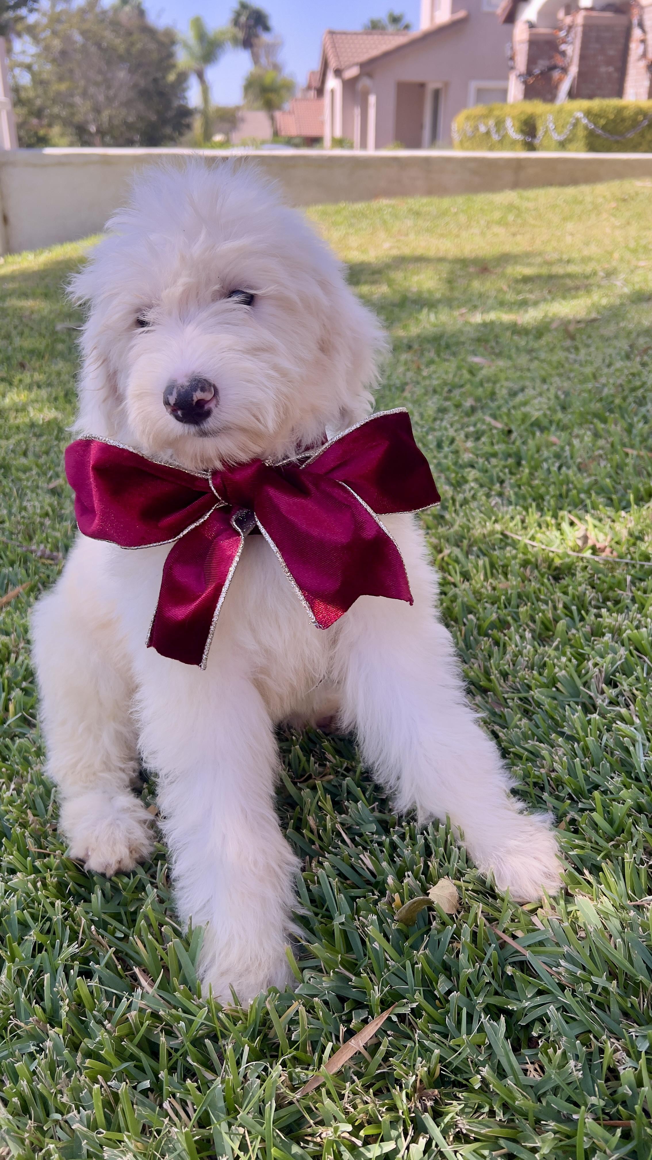 Enlarge Snowflake, a Adoptable Sheepadoodle in Chula Vista, CA image 6/6