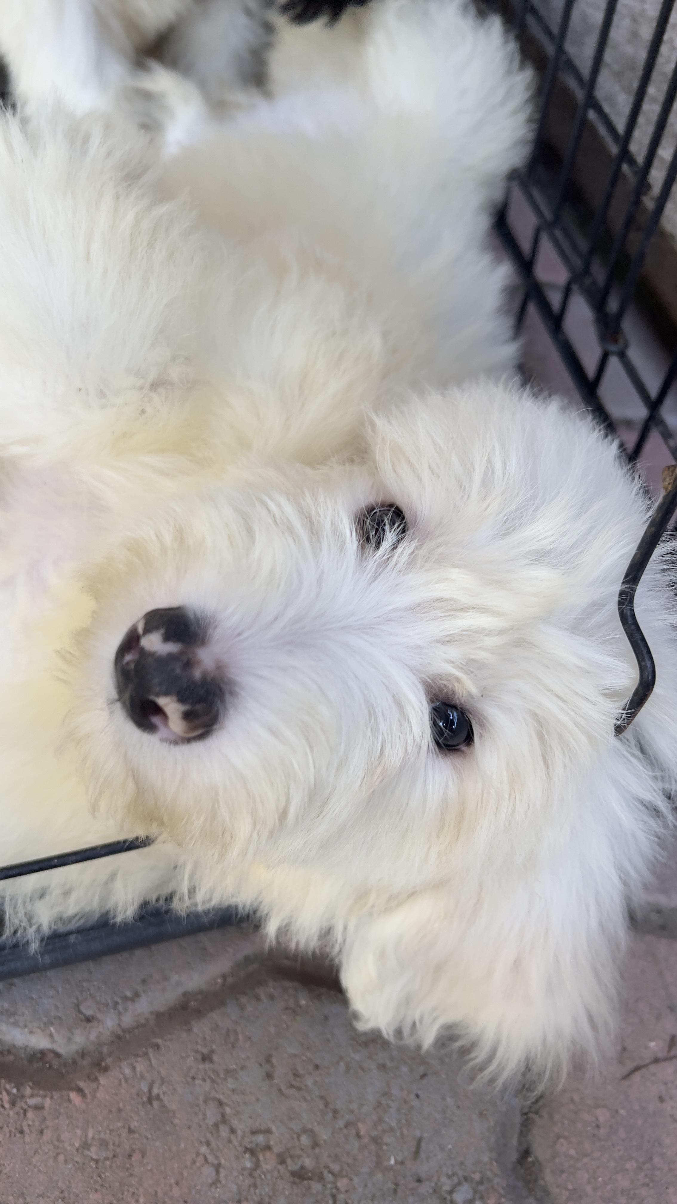 Enlarge Snowflake, a Adoptable Sheepadoodle in Chula Vista, CA image 5/6