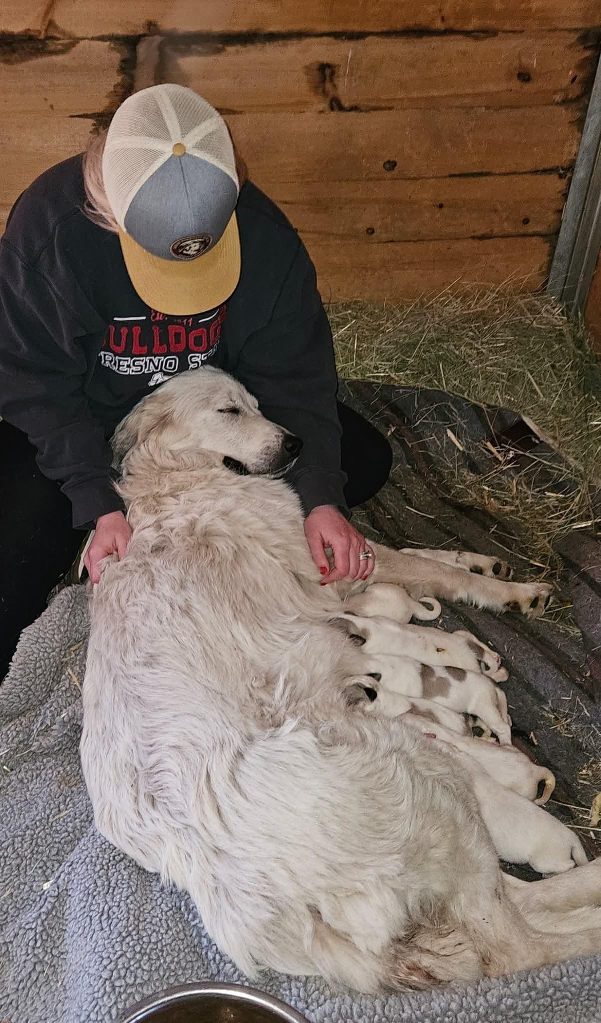 Enlarge Serena, a Adoptable Great Pyrenees in Hamilton, MT image 1/3