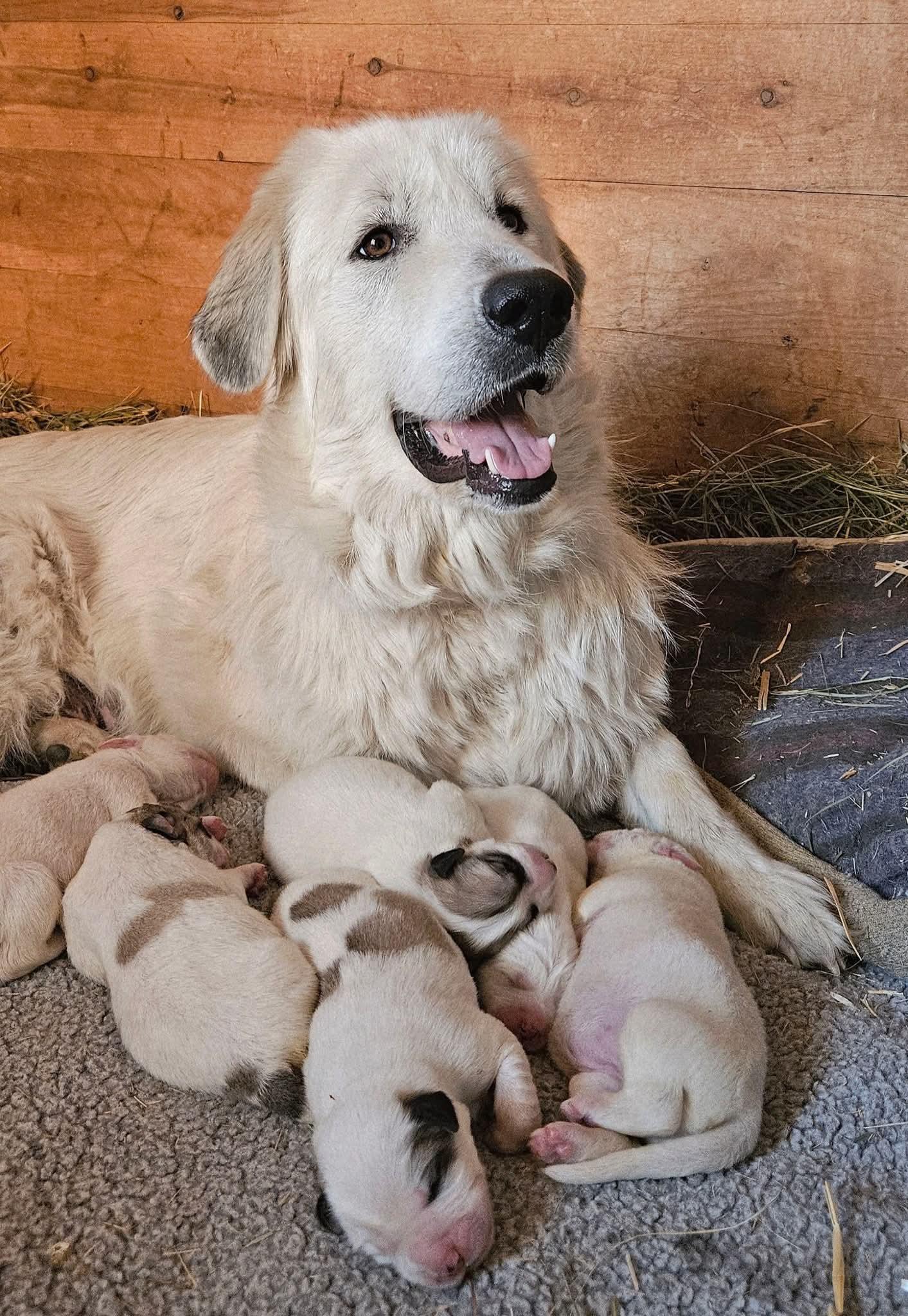 Enlarge Serena, a Adoptable Great Pyrenees in Hamilton, MT image 2/3