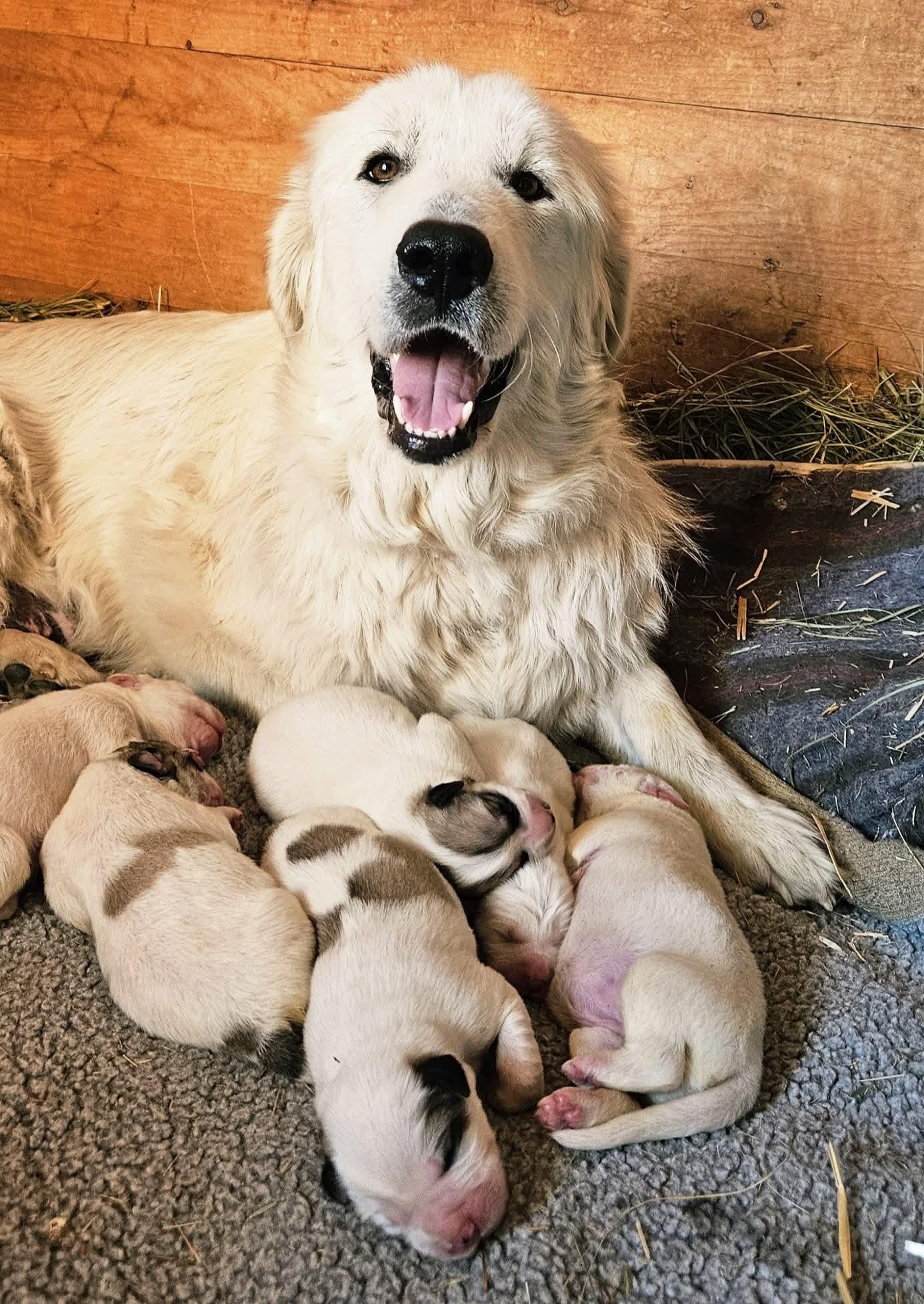 Enlarge Serena, a Adoptable Great Pyrenees in Hamilton, MT image 3/3