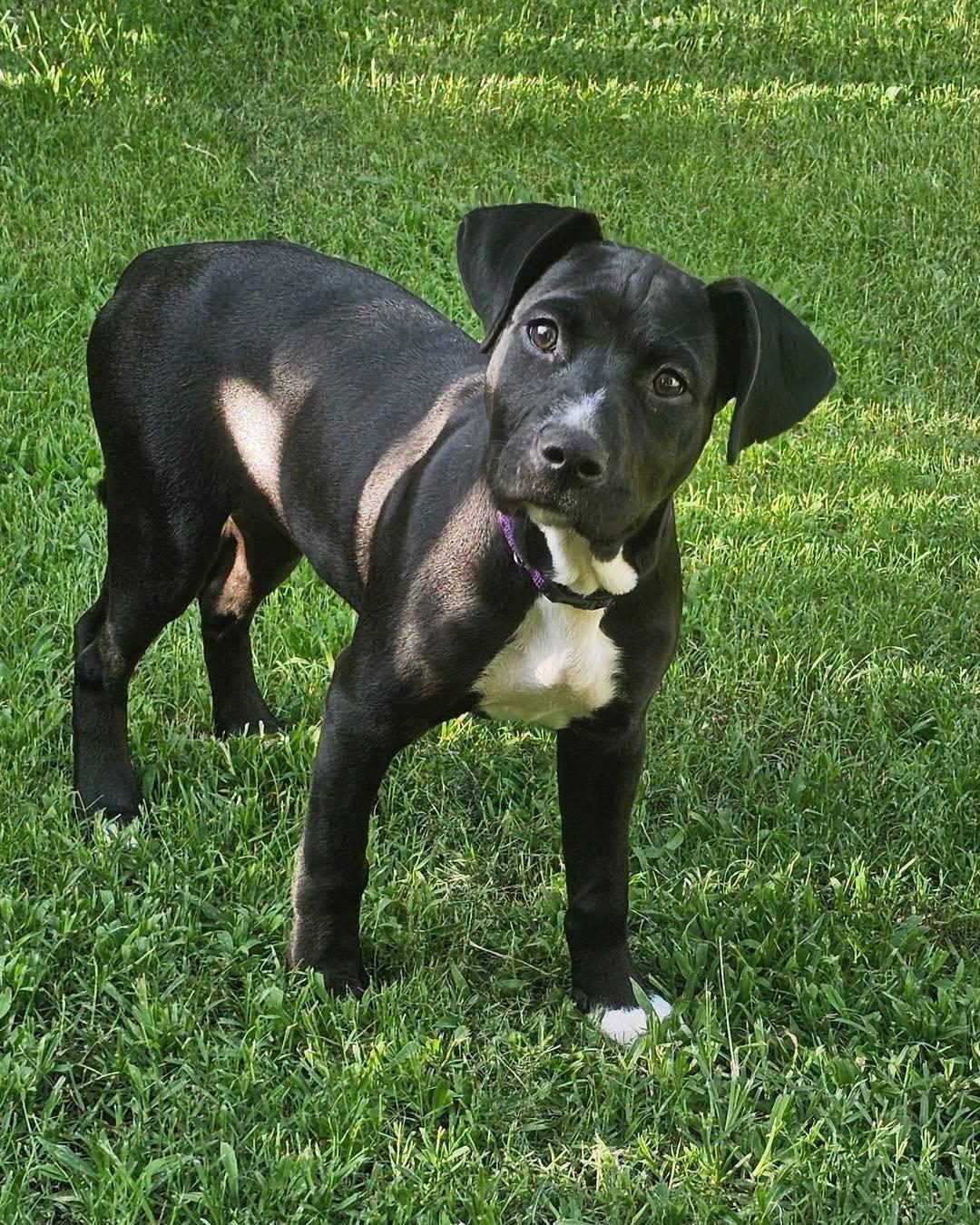 Snookie, ADOPTABLE, Puppy Female Pit Bull Terrier.