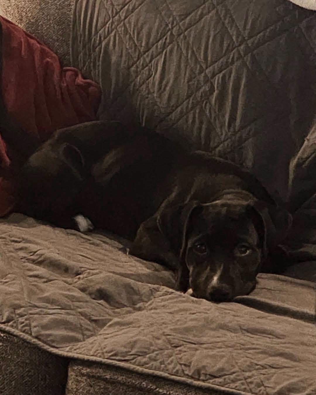 Snookie, a ADOPTABLE mixed breed in Broken Arrow, OK image 4/5