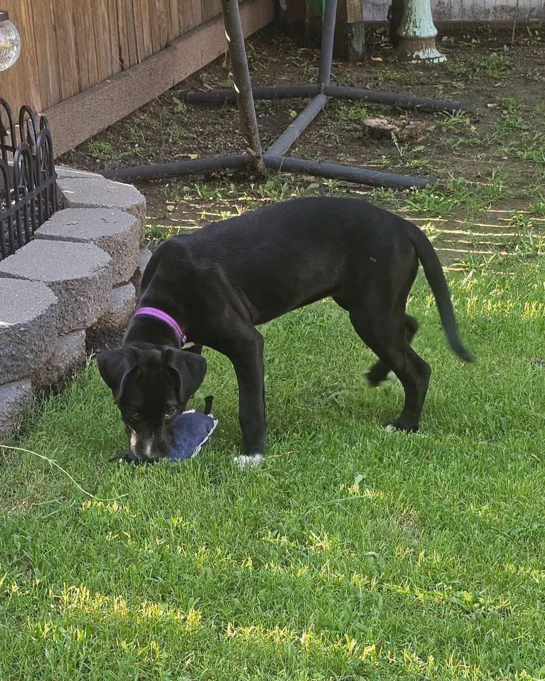 Snookie, a ADOPTABLE mixed breed in Broken Arrow, OK image 3/5