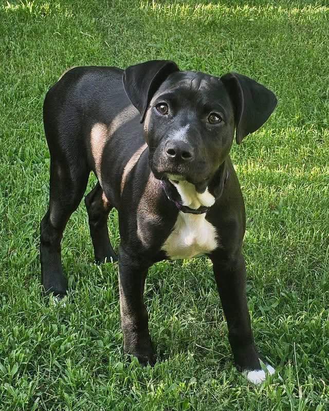 Snookie, a ADOPTABLE mixed breed in Broken Arrow, OK image 2/5