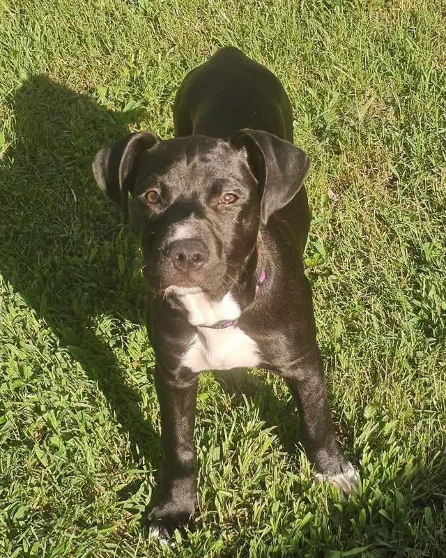 Snookie, a ADOPTABLE mixed breed in Broken Arrow, OK image 5/5
