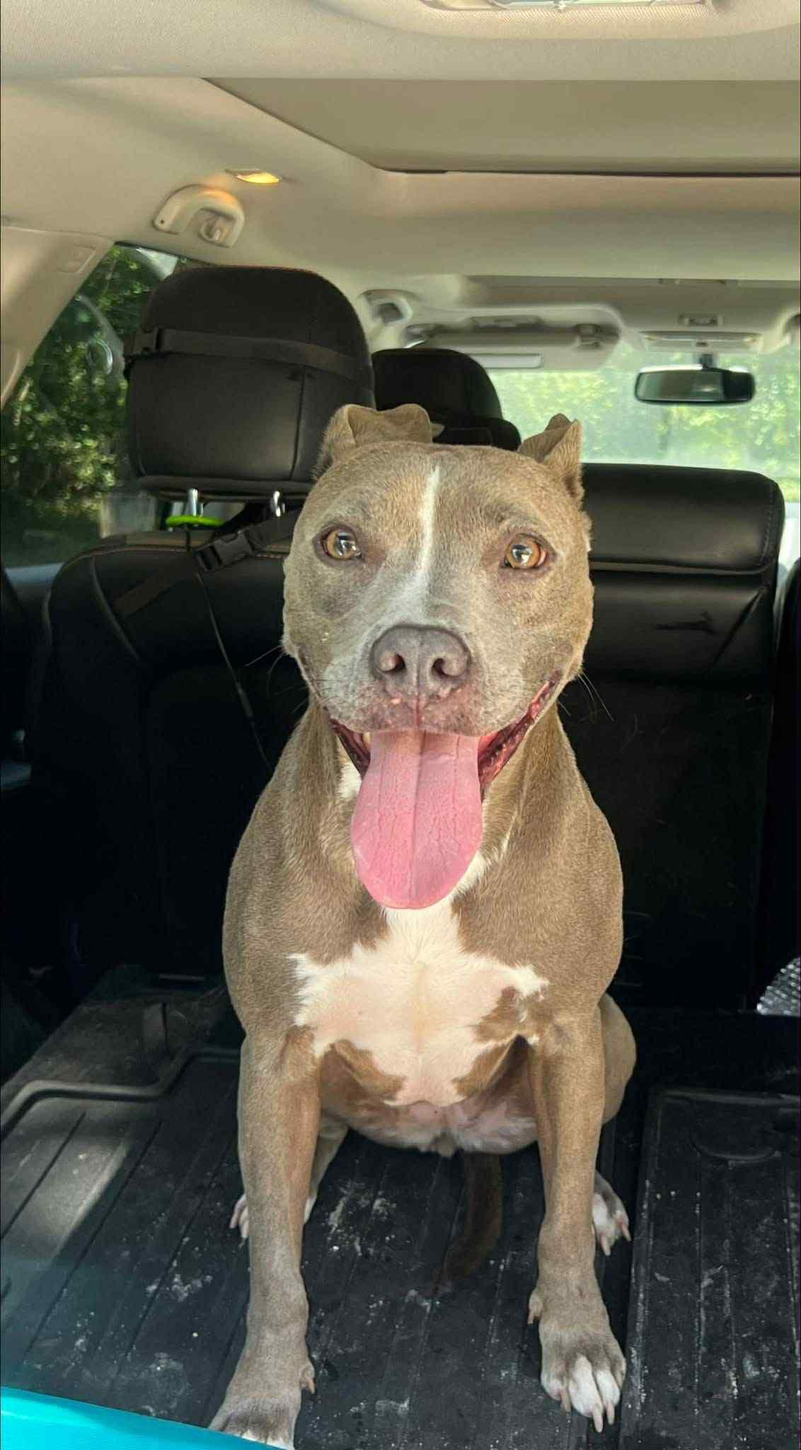 Lycoda, Adoptable, Adult Female Pit Bull Terrier.