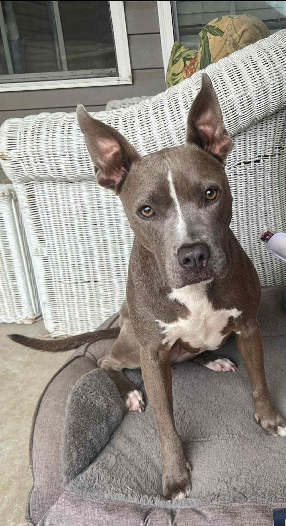 Lycoda, a Adoptable Pit Bull Terrier in Valdosta, GA image 2/4