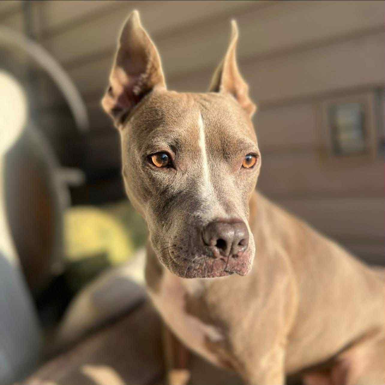 Lycoda, a Adoptable Pit Bull Terrier in Valdosta, GA image 3/4