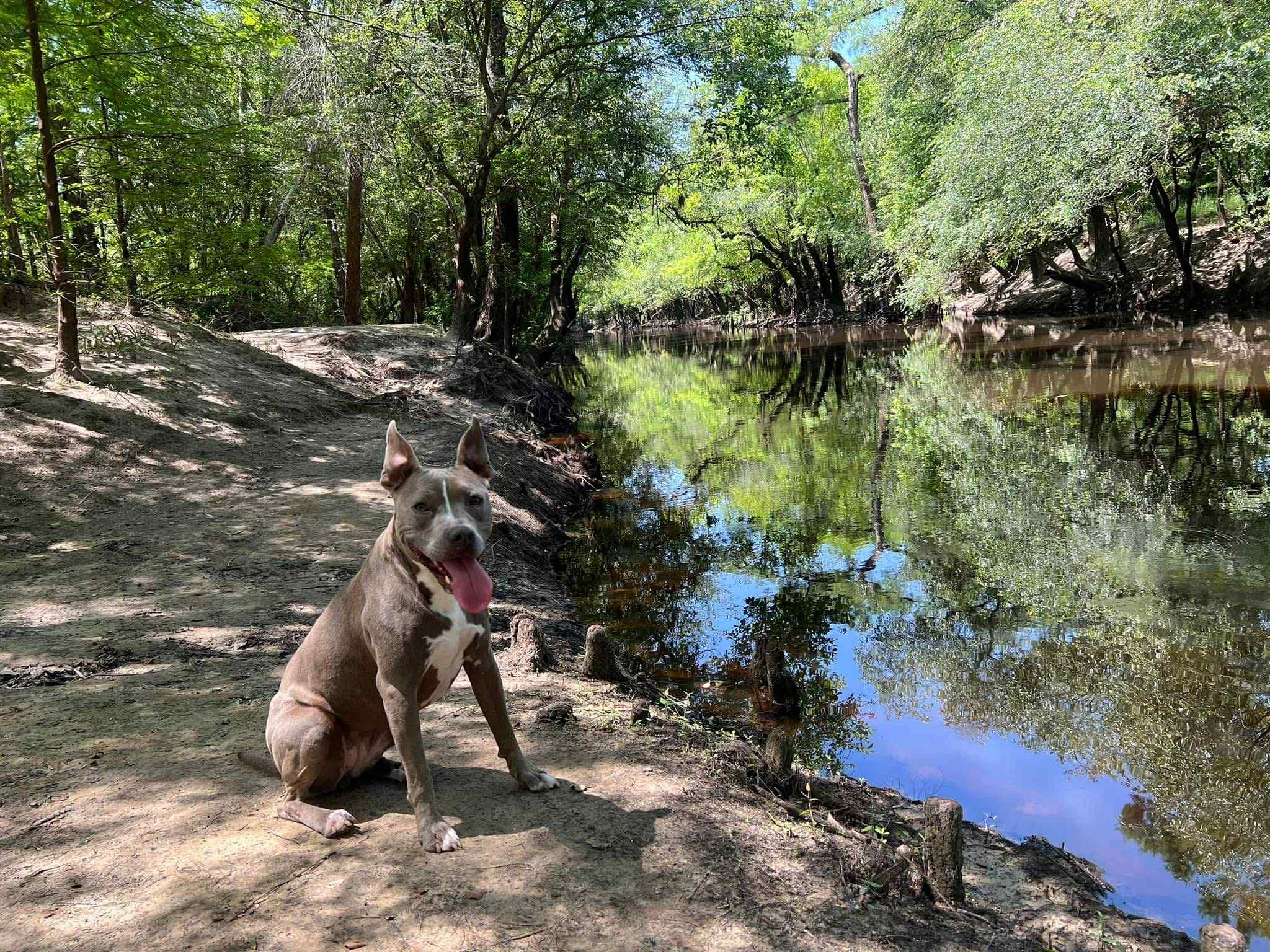 Lycoda, a Adoptable Pit Bull Terrier in Valdosta, GA image 4/4