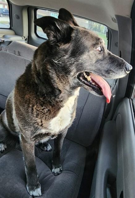 Enlarge SADIE, a Adoptable mixed breed in Ogden, UT image 1/1