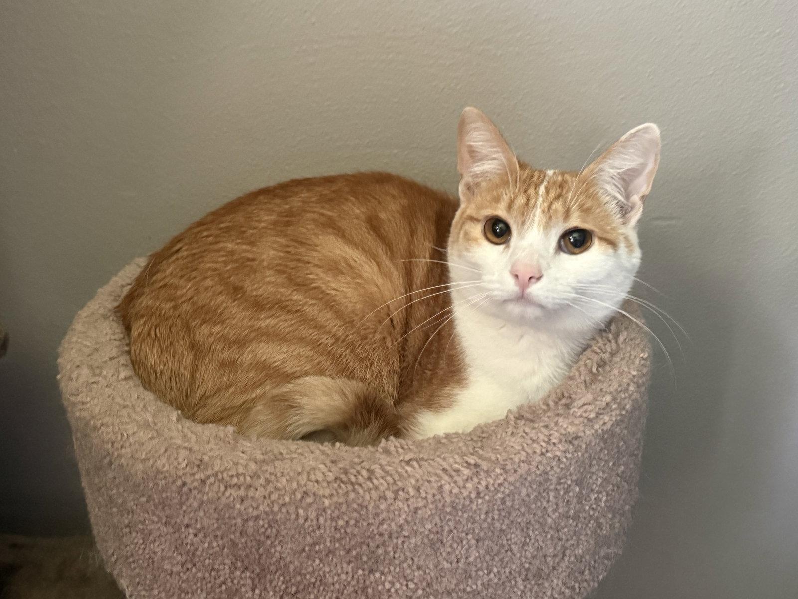 Norman, Adoptable, Kitten Male Tabby.