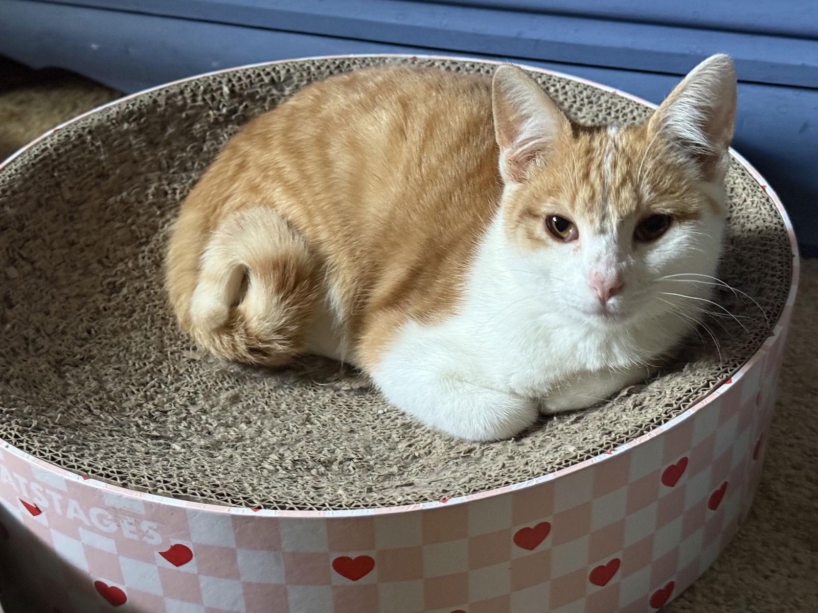 Norman, a Adoptable Tabby in Fenton, MO image 1/2