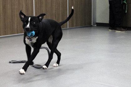 Enlarge Sukie, a Adoptable mixed breed in Cleveland, OH image 2/2