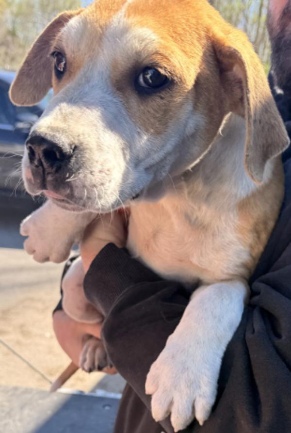 Chipper, Adoptable, Young Male Pit Bull Terrier.